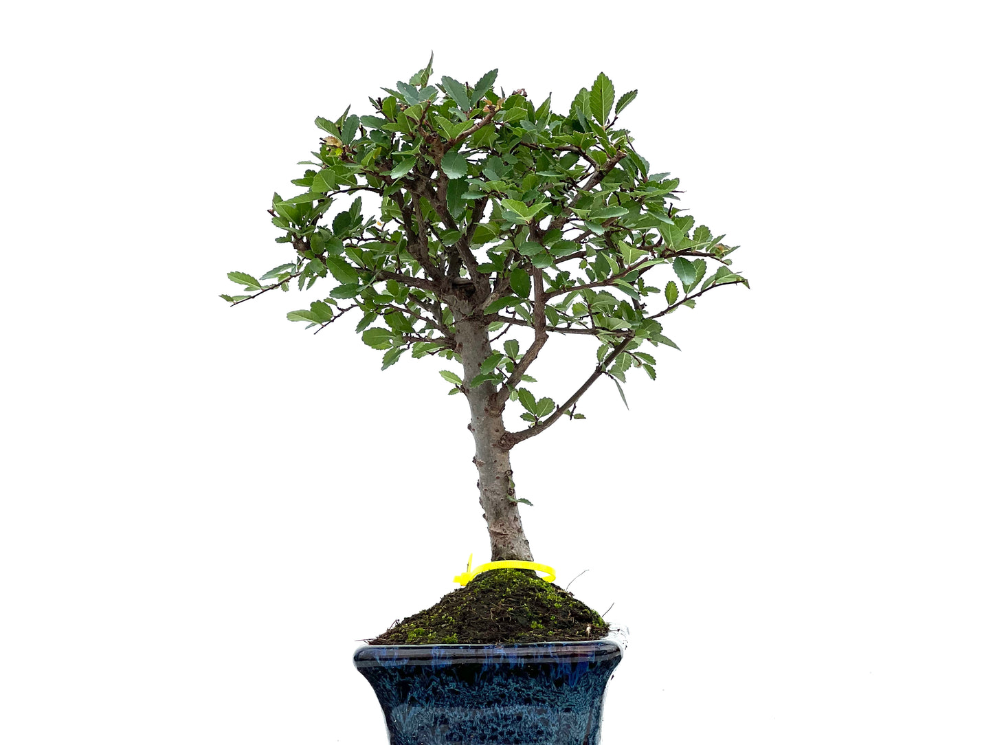 Ulmus Parvifolia 3013