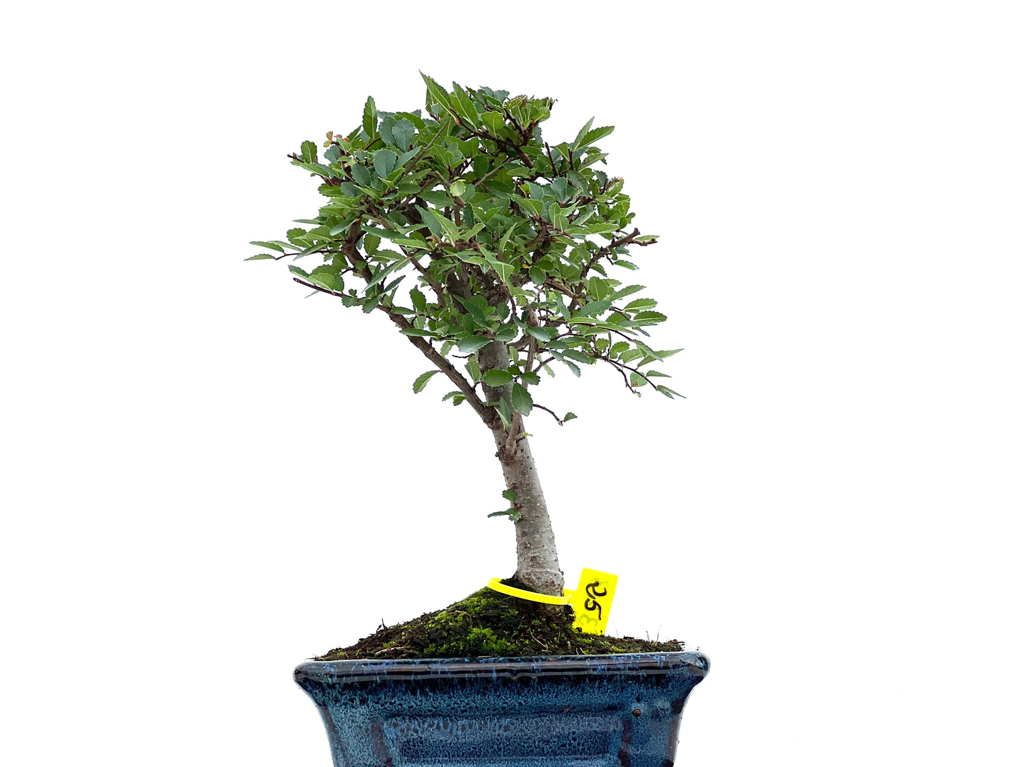 Ulmus Parvifolia 3013