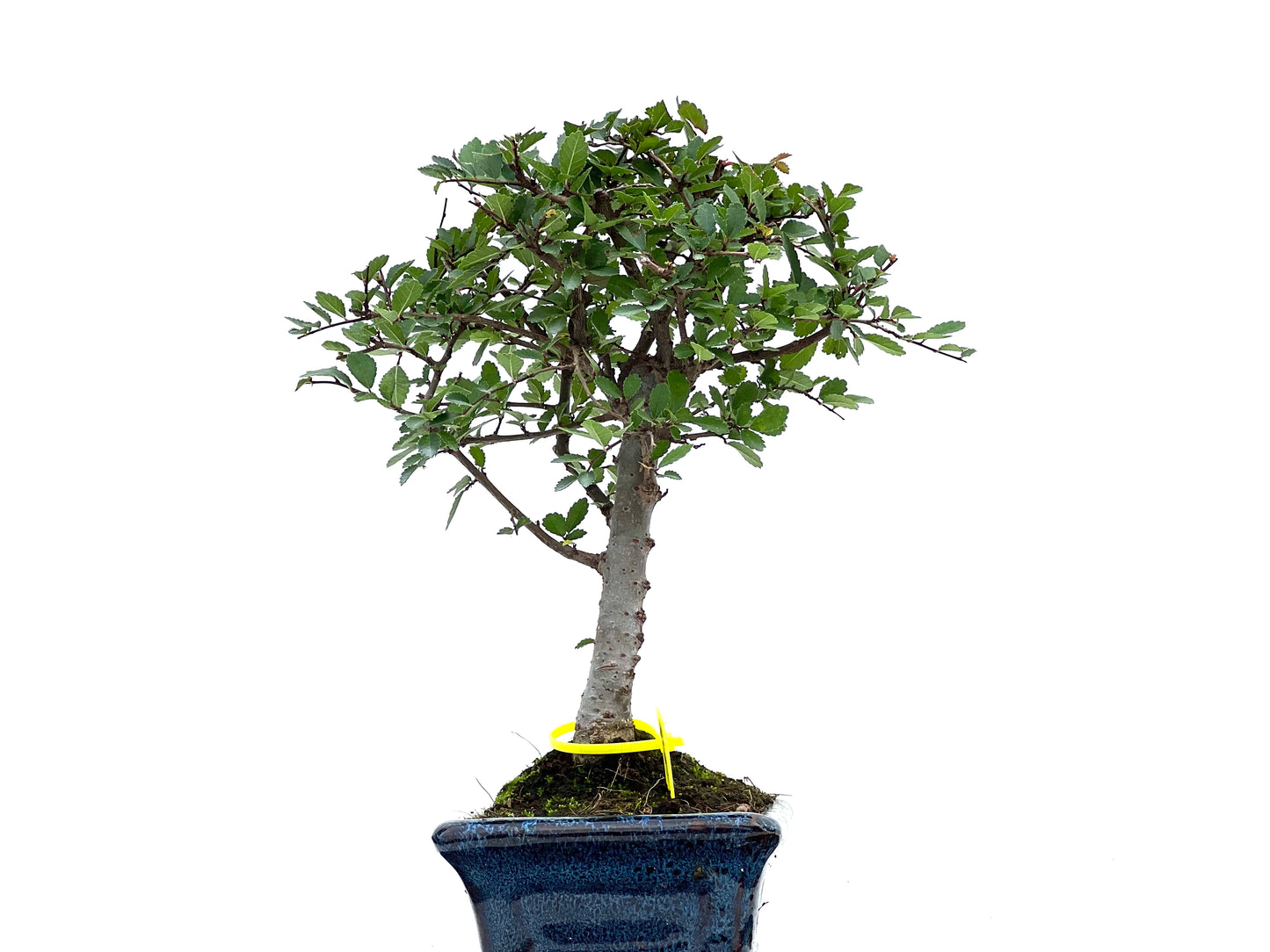 Ulmus Parvifolia 3013