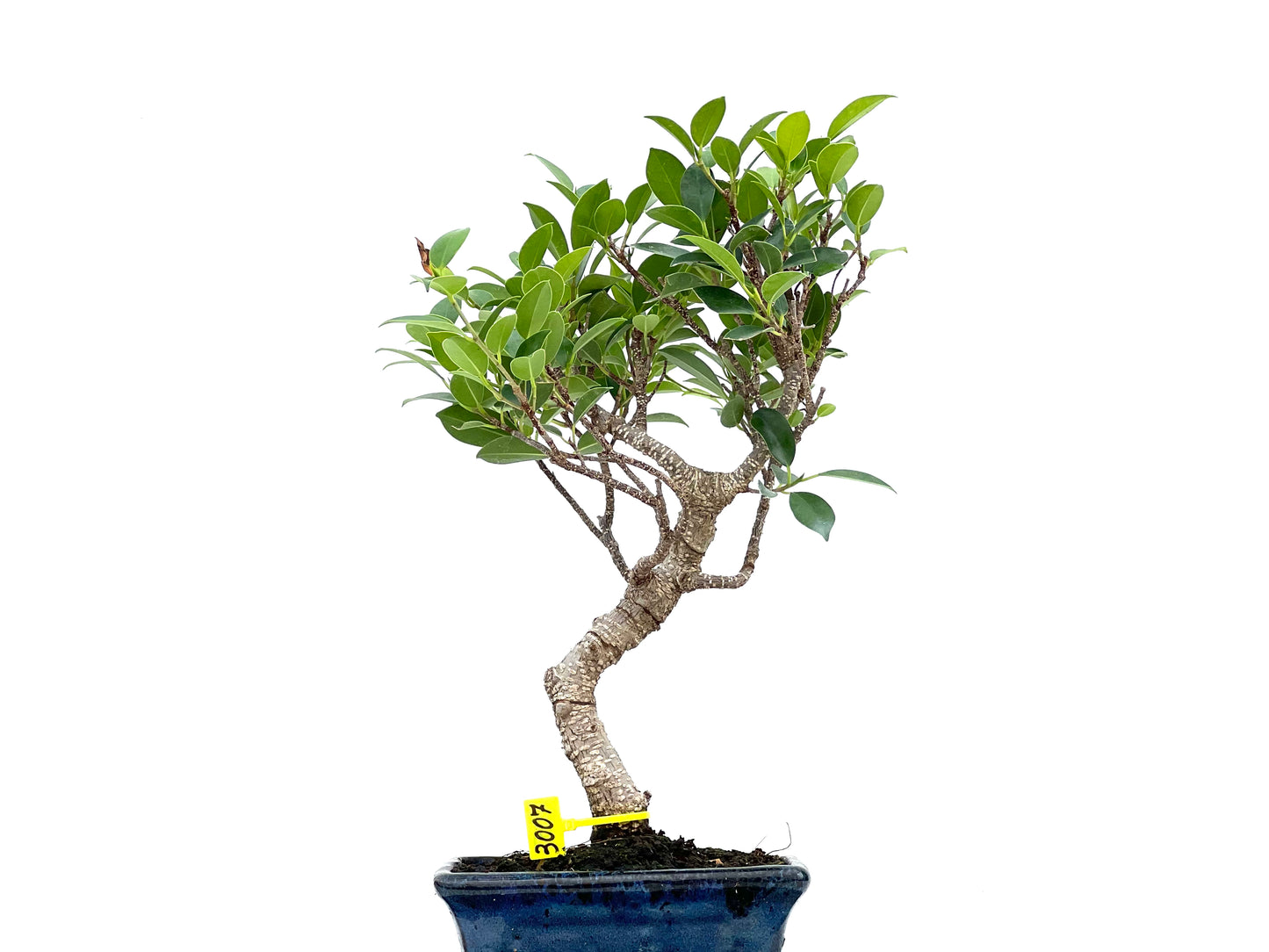 Ficus Tiger Bark 3007