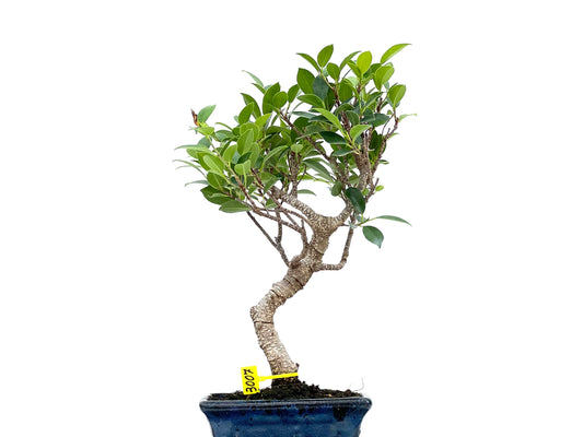 Ficus Tiger Bark 3007