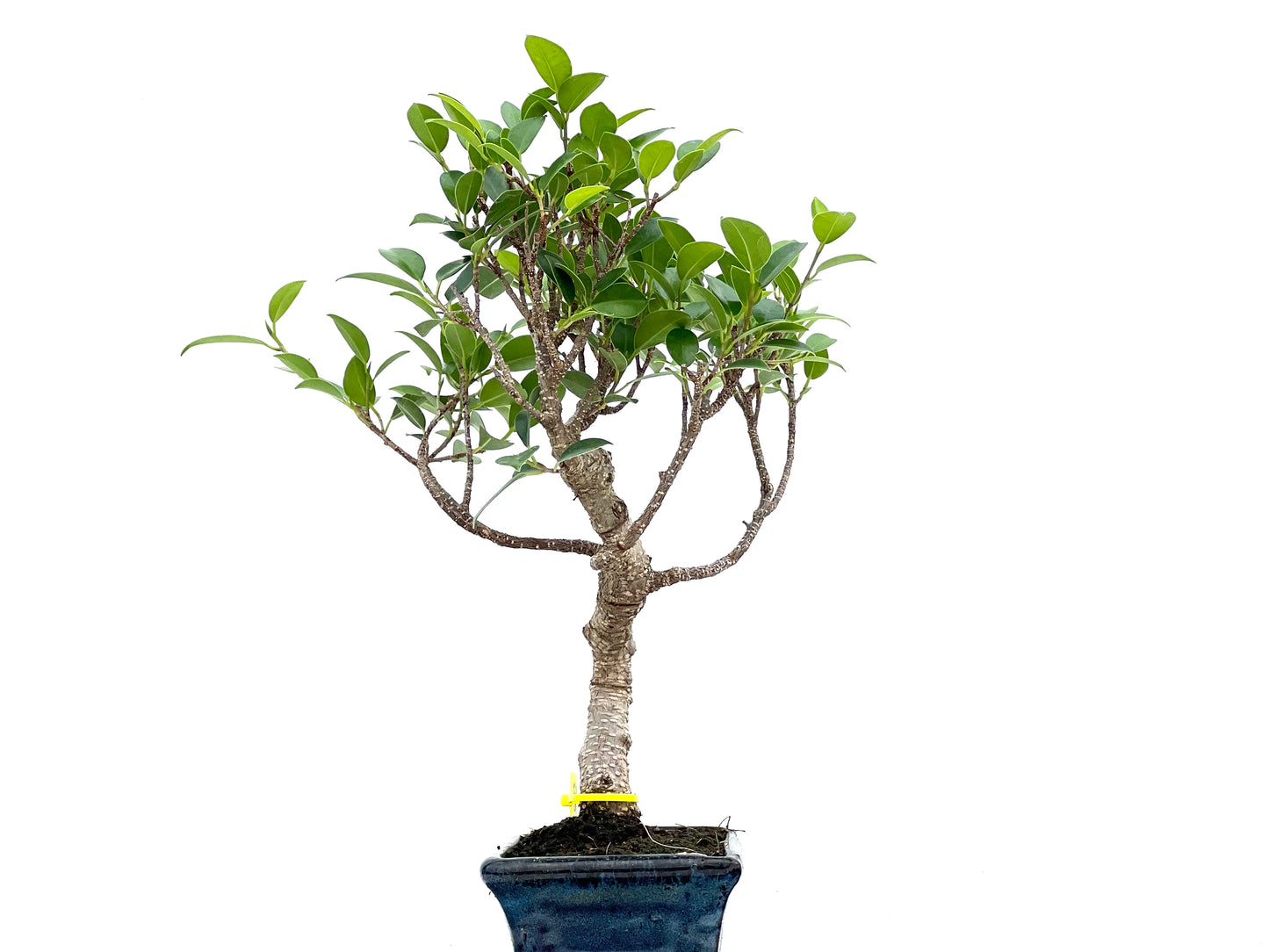 Ficus Tiger Bark 3007