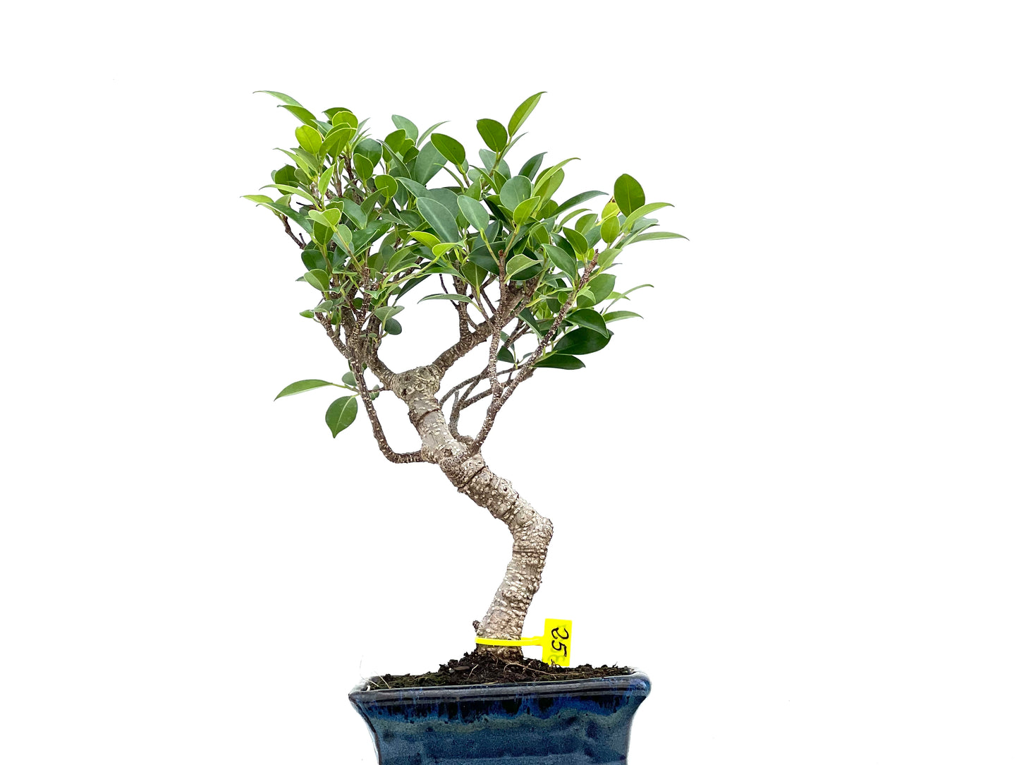 Ficus Tiger Bark 3007