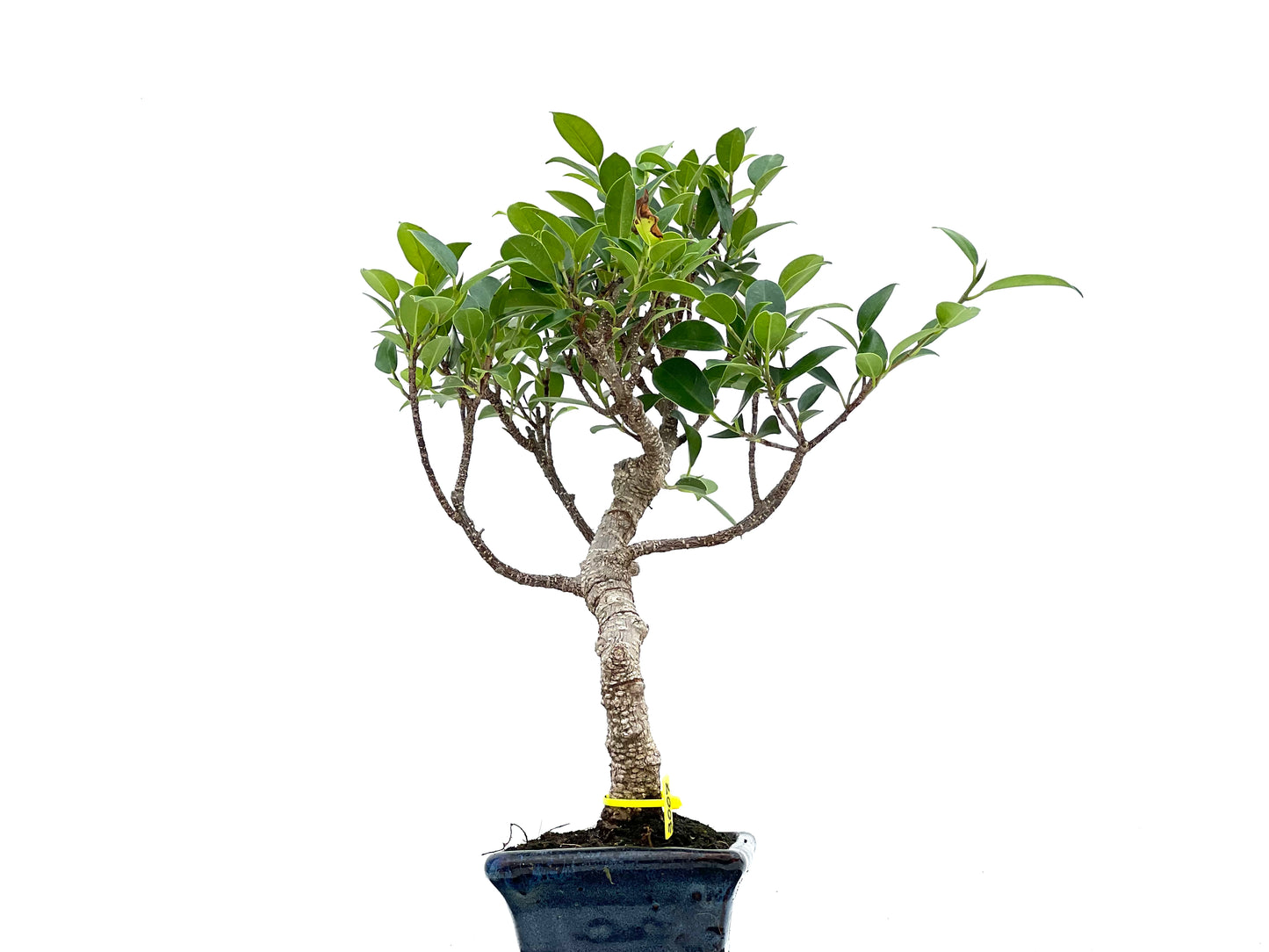 Ficus Tiger Bark 3007