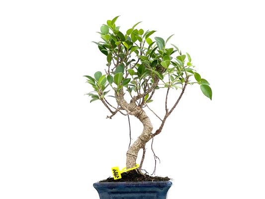 Ficus Tiger Bark 2989