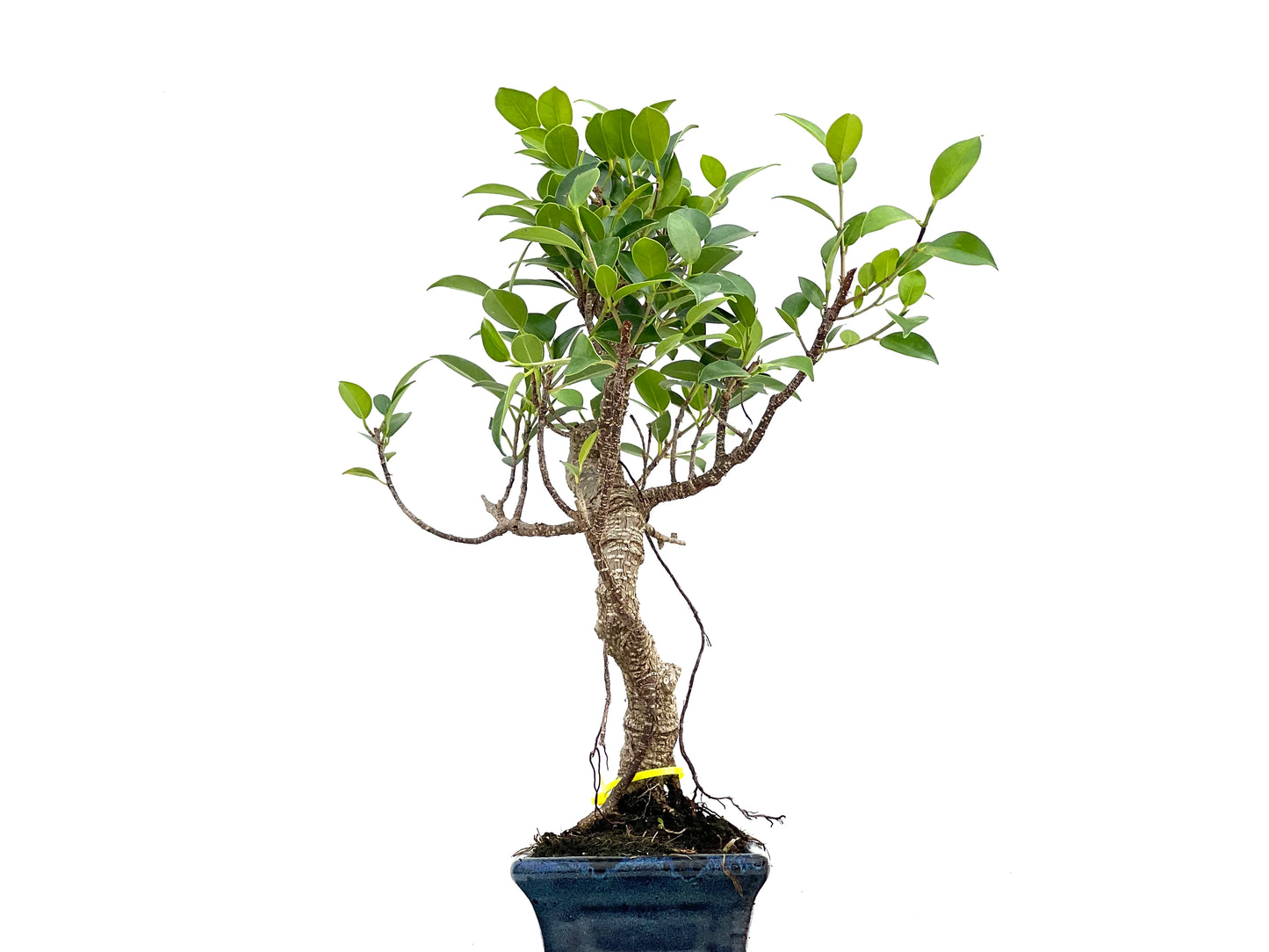 Ficus Tiger Bark 2989