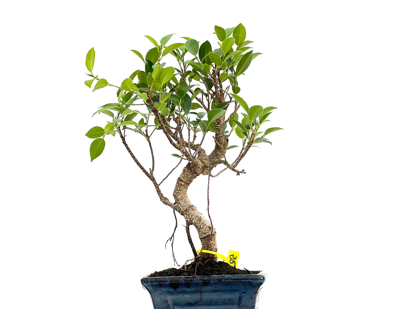 Ficus Tiger Bark 2989