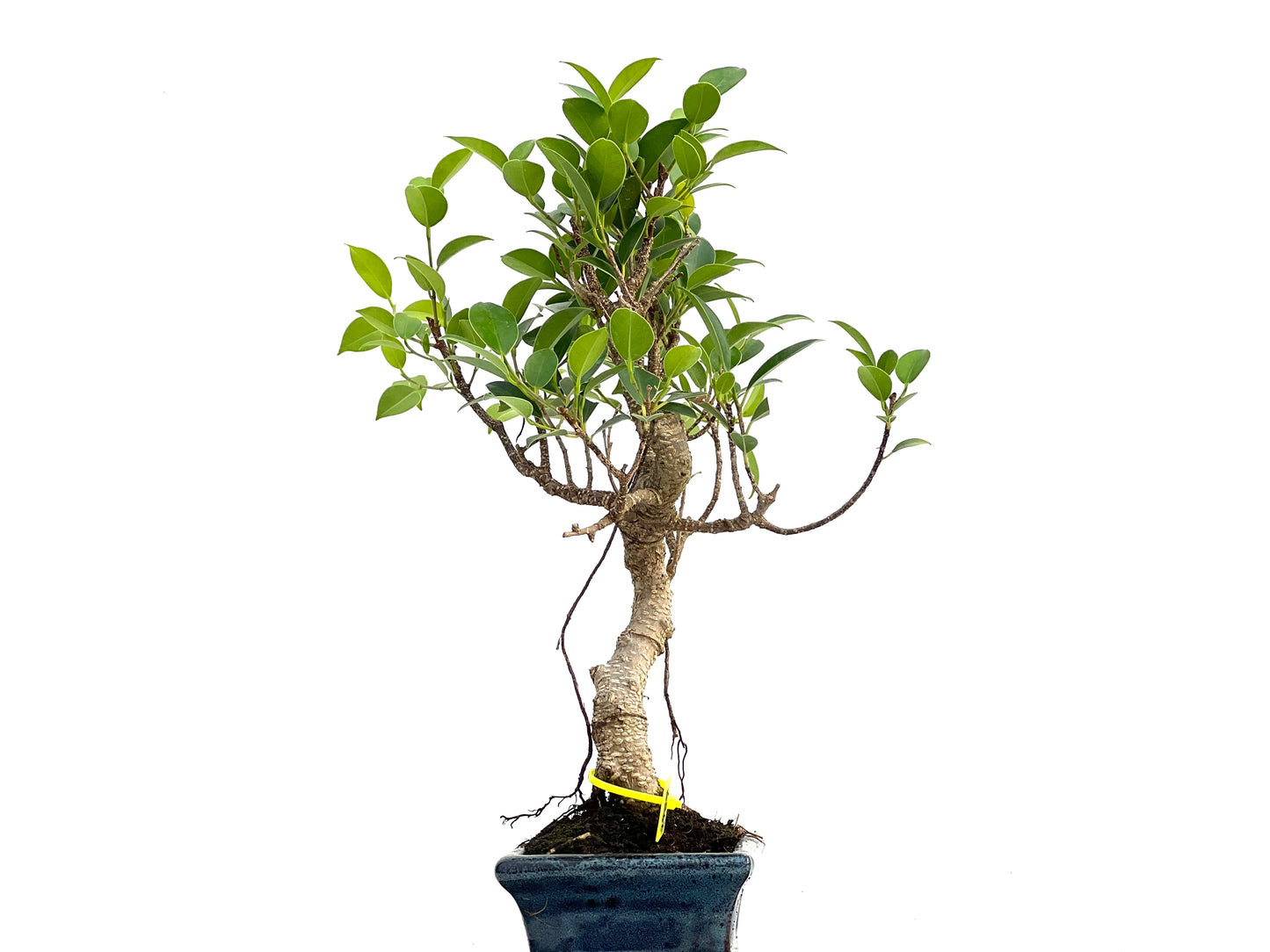 Ficus Tiger Bark 2989