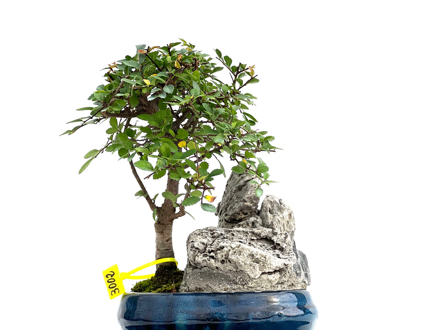 Ulmus Parvifolia 3002