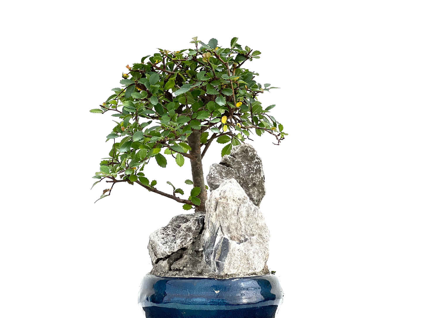 Ulmus Parvifolia 3002