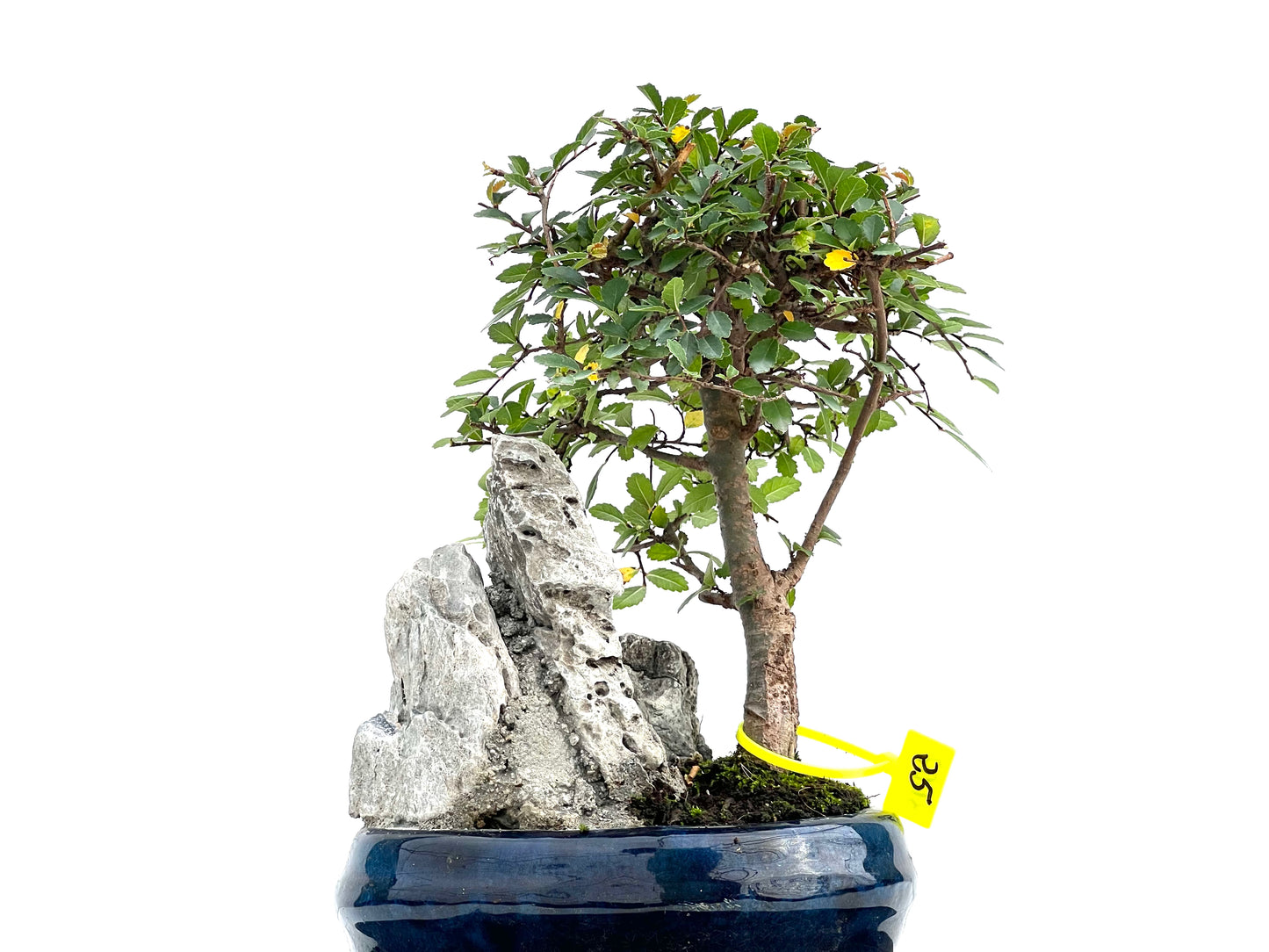 Ulmus Parvifolia 3002