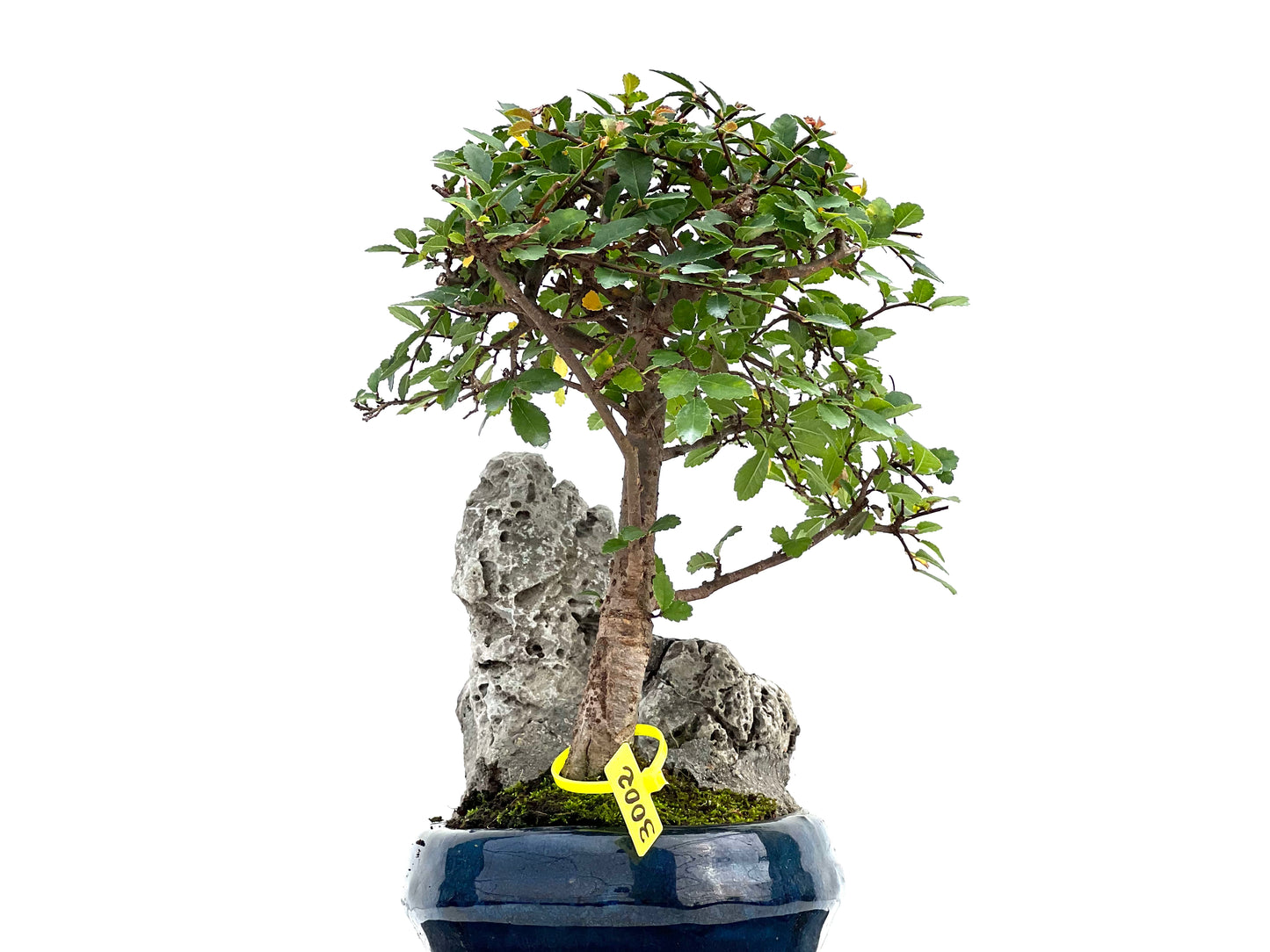 Ulmus Parvifolia 3002