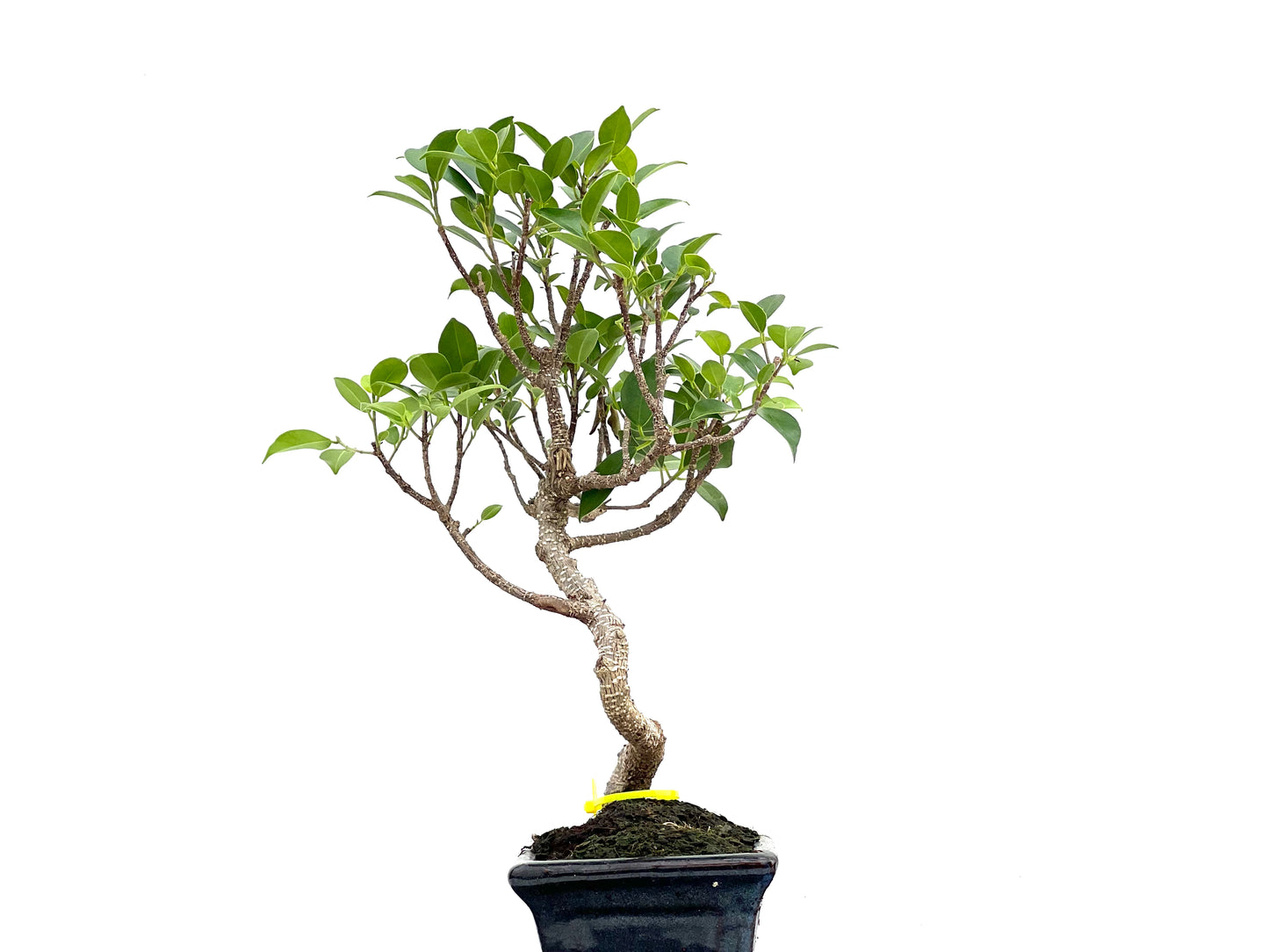 Ficus Tiger Bark 2997