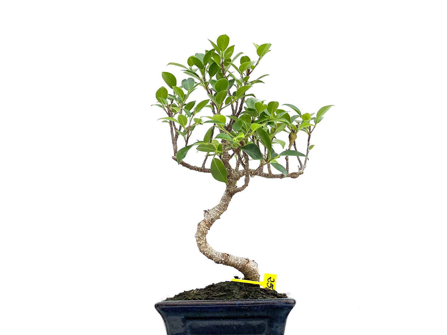 Ficus Tiger Bark 2997