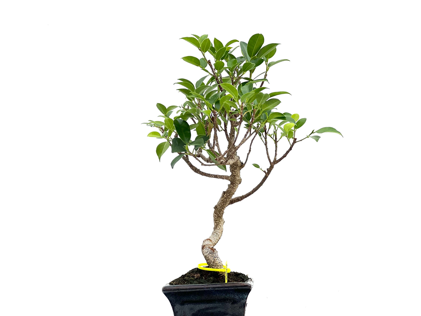 Ficus Tiger Bark 2997
