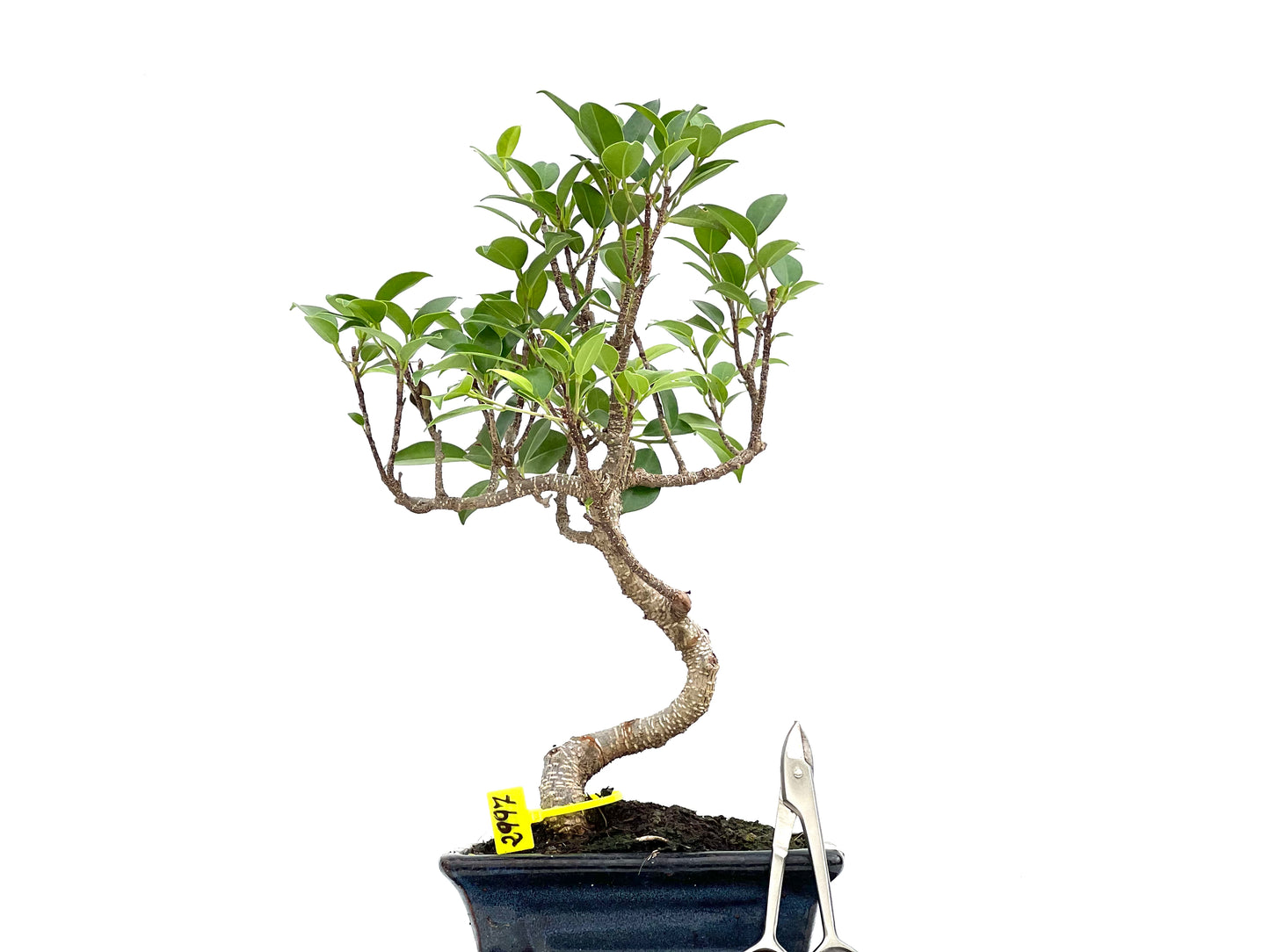 Ficus Tiger Bark 2997