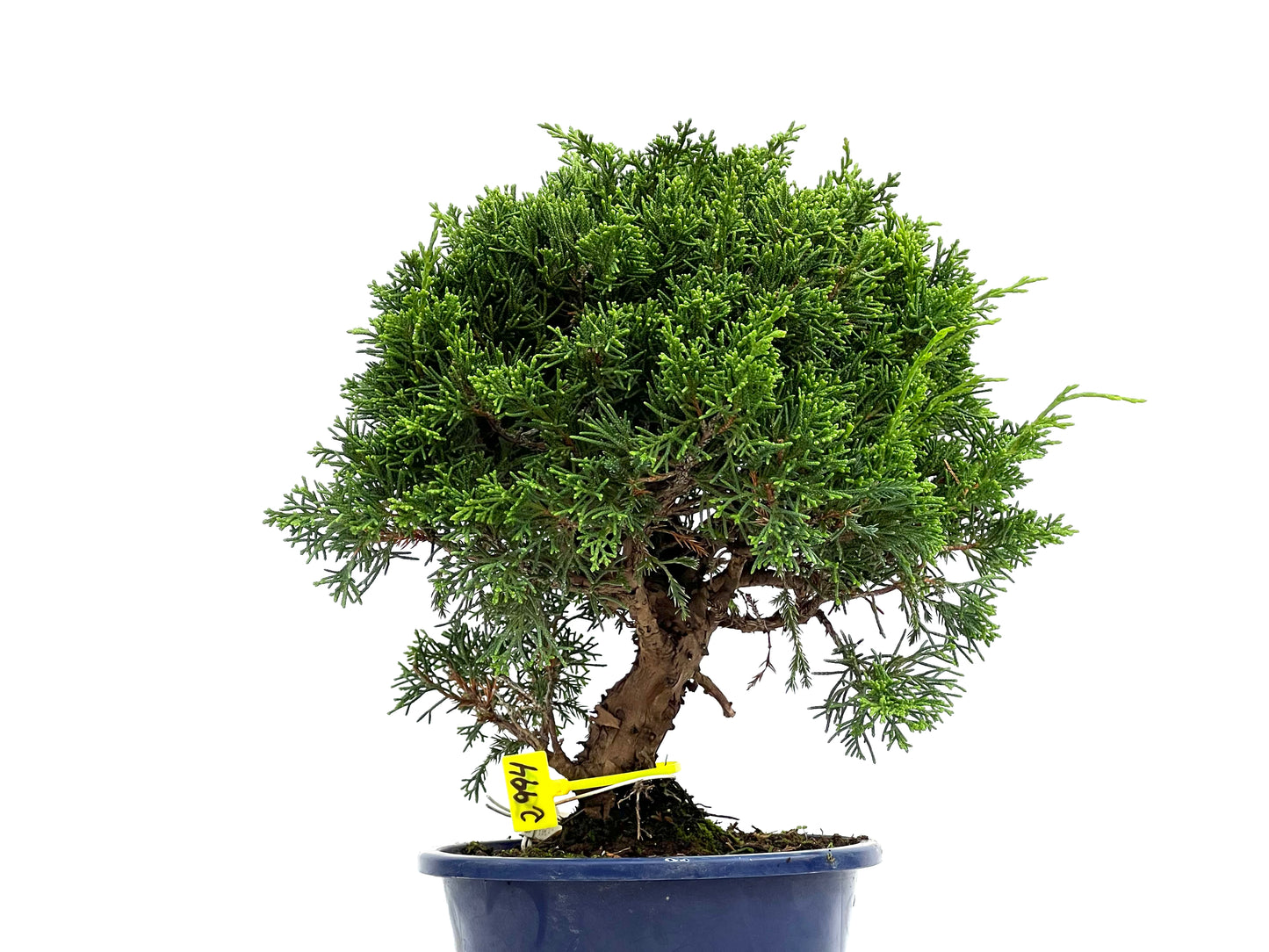 Juniperus Chinensis Itoigawa 2994