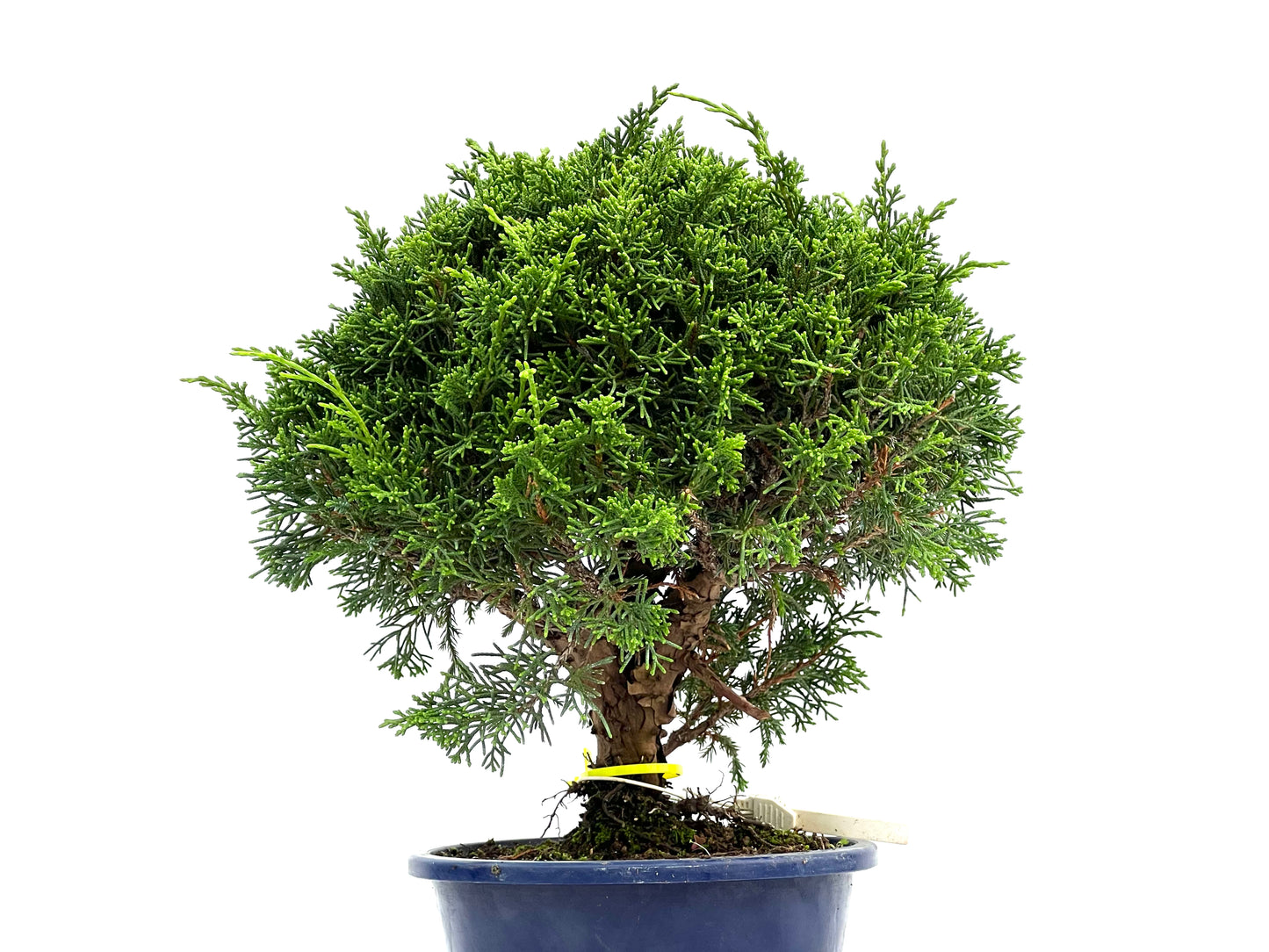 Juniperus Chinensis Itoigawa 2994
