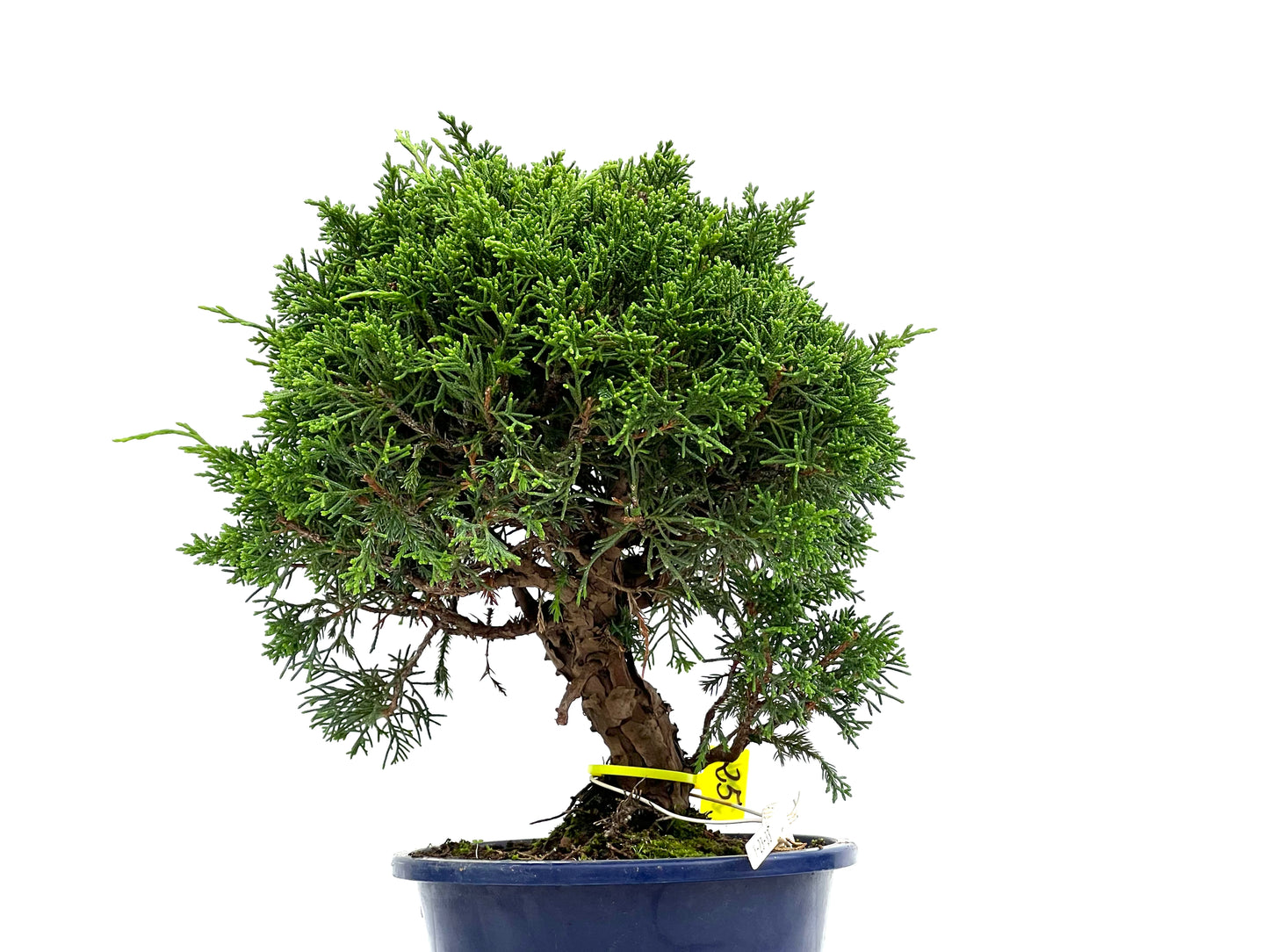Juniperus Chinensis Itoigawa 2994