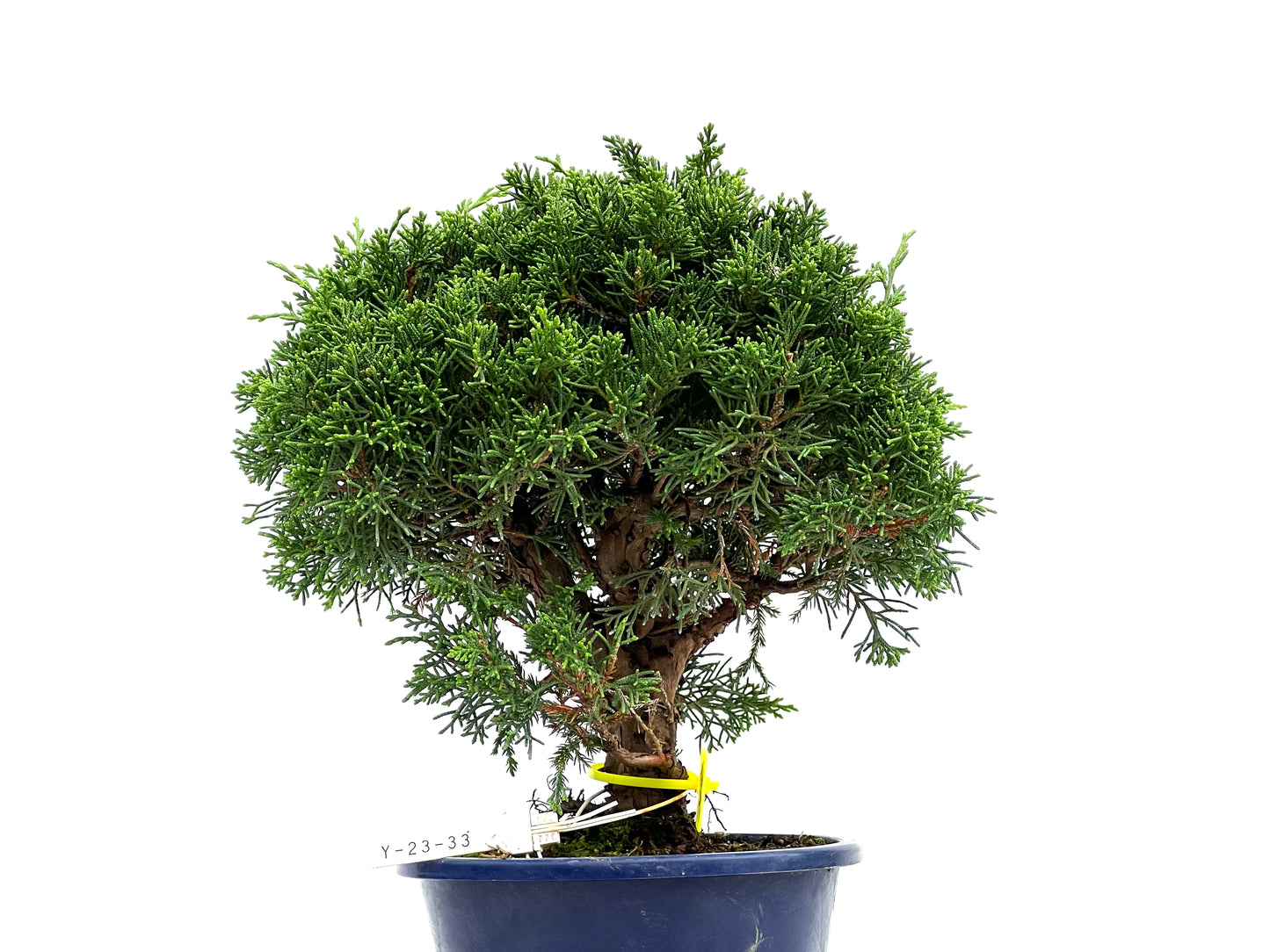 Juniperus Chinensis Itoigawa 2994