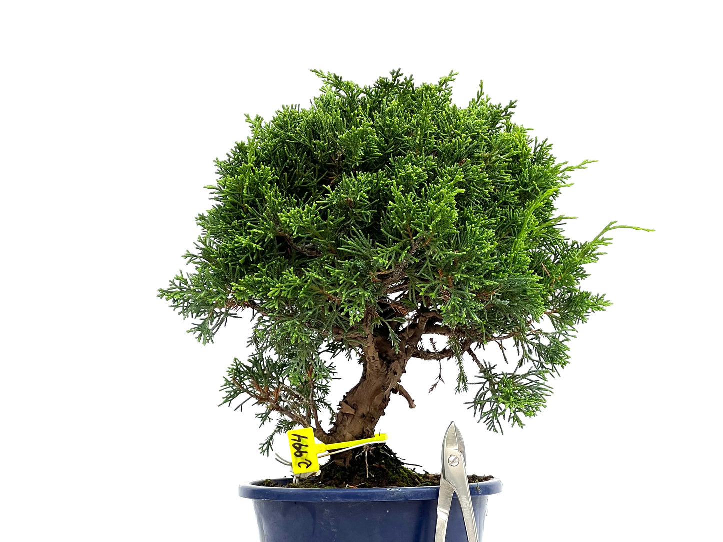 Juniperus Chinensis Itoigawa 2994