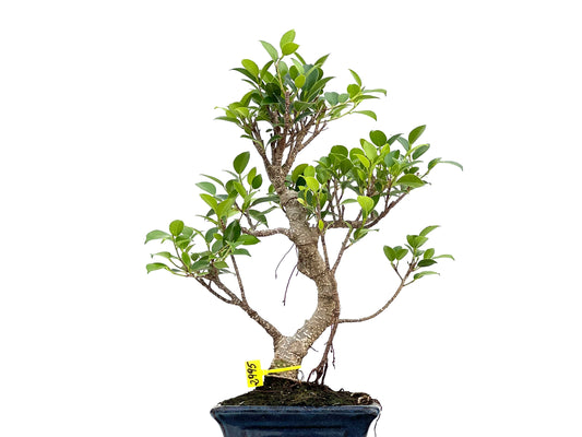 Ficus Tiger Bark 2995