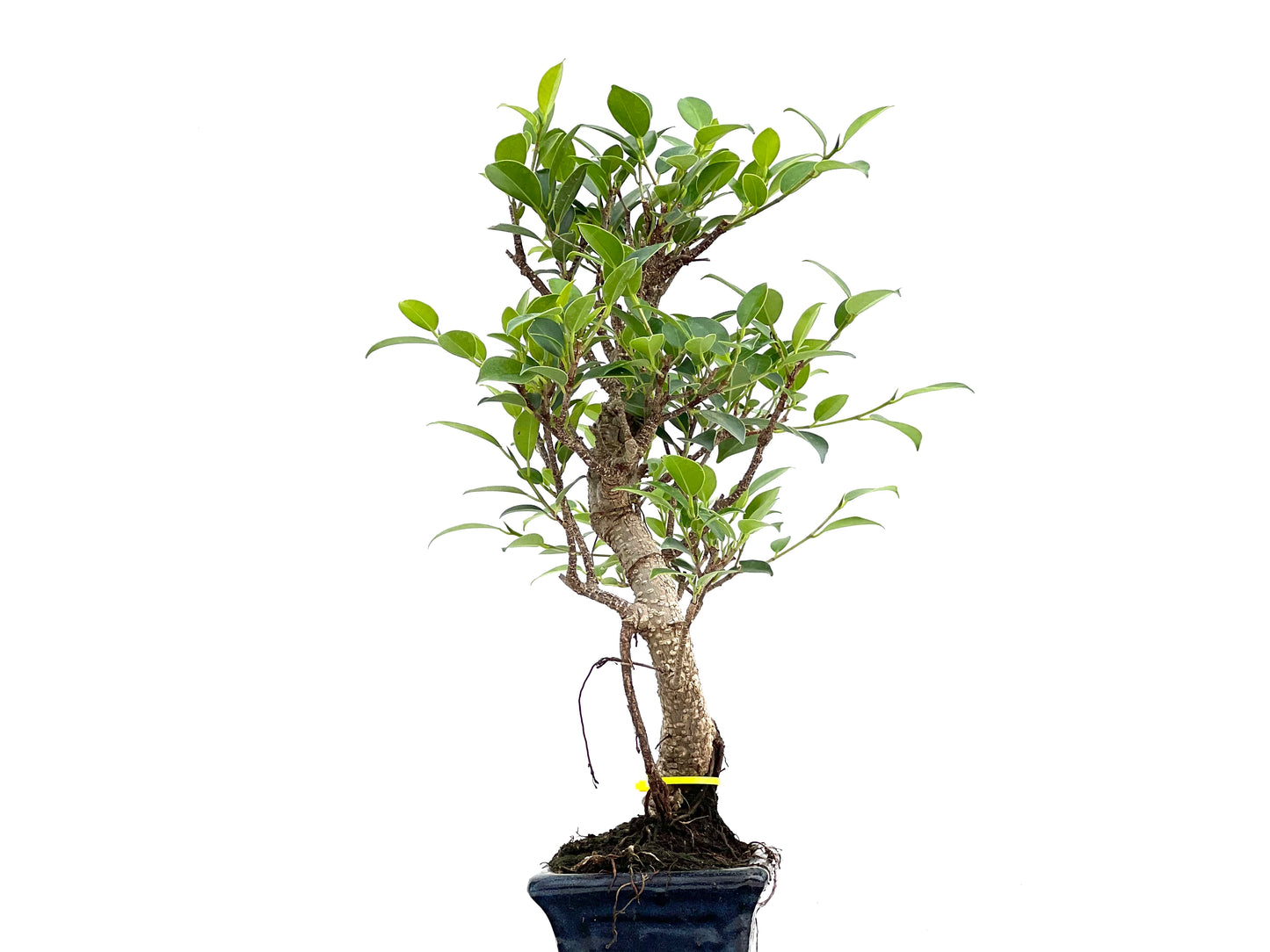 Ficus Tiger Bark 2995