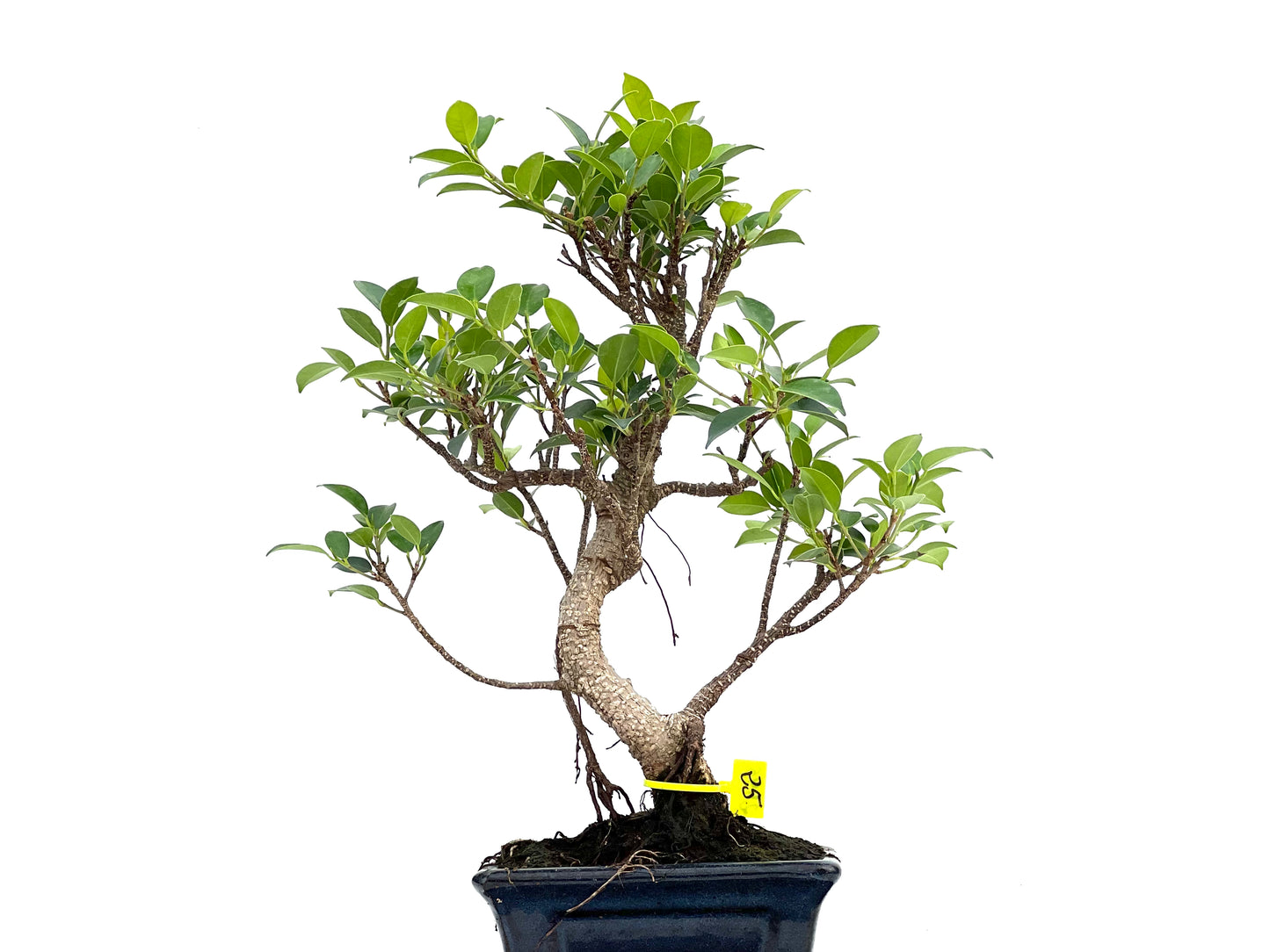 Ficus Tiger Bark 2995