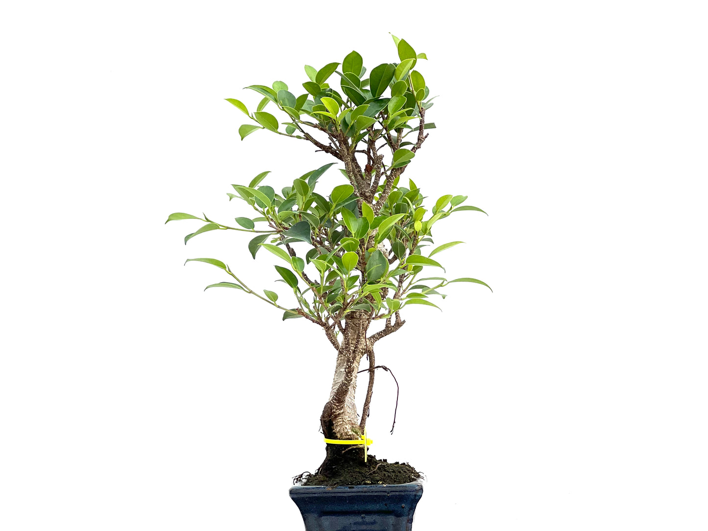 Ficus Tiger Bark 2995