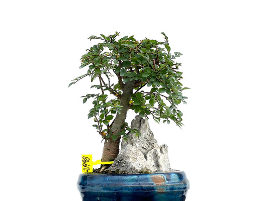 Ulmus Parvifolia 2998