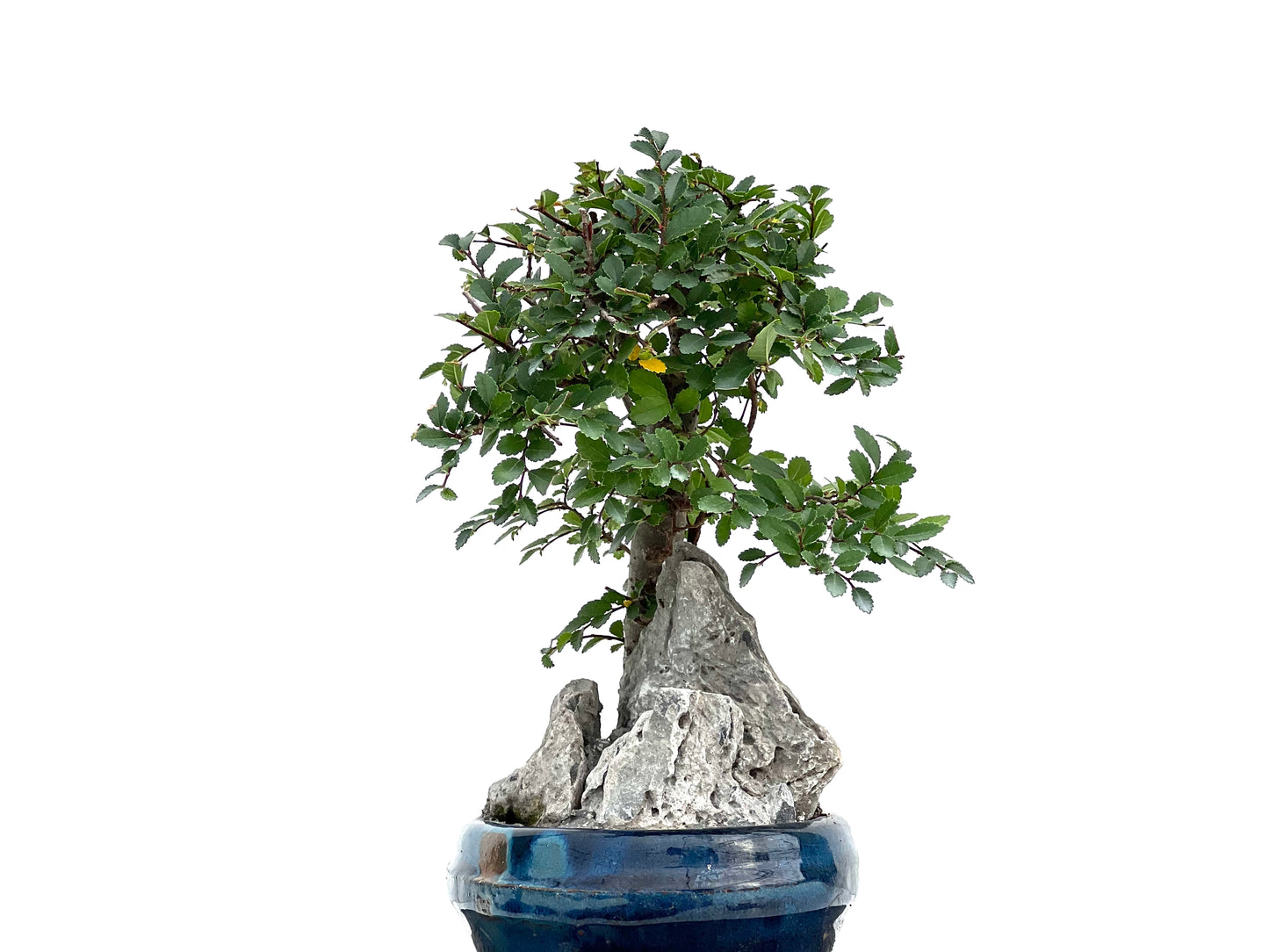 Ulmus Parvifolia 2998