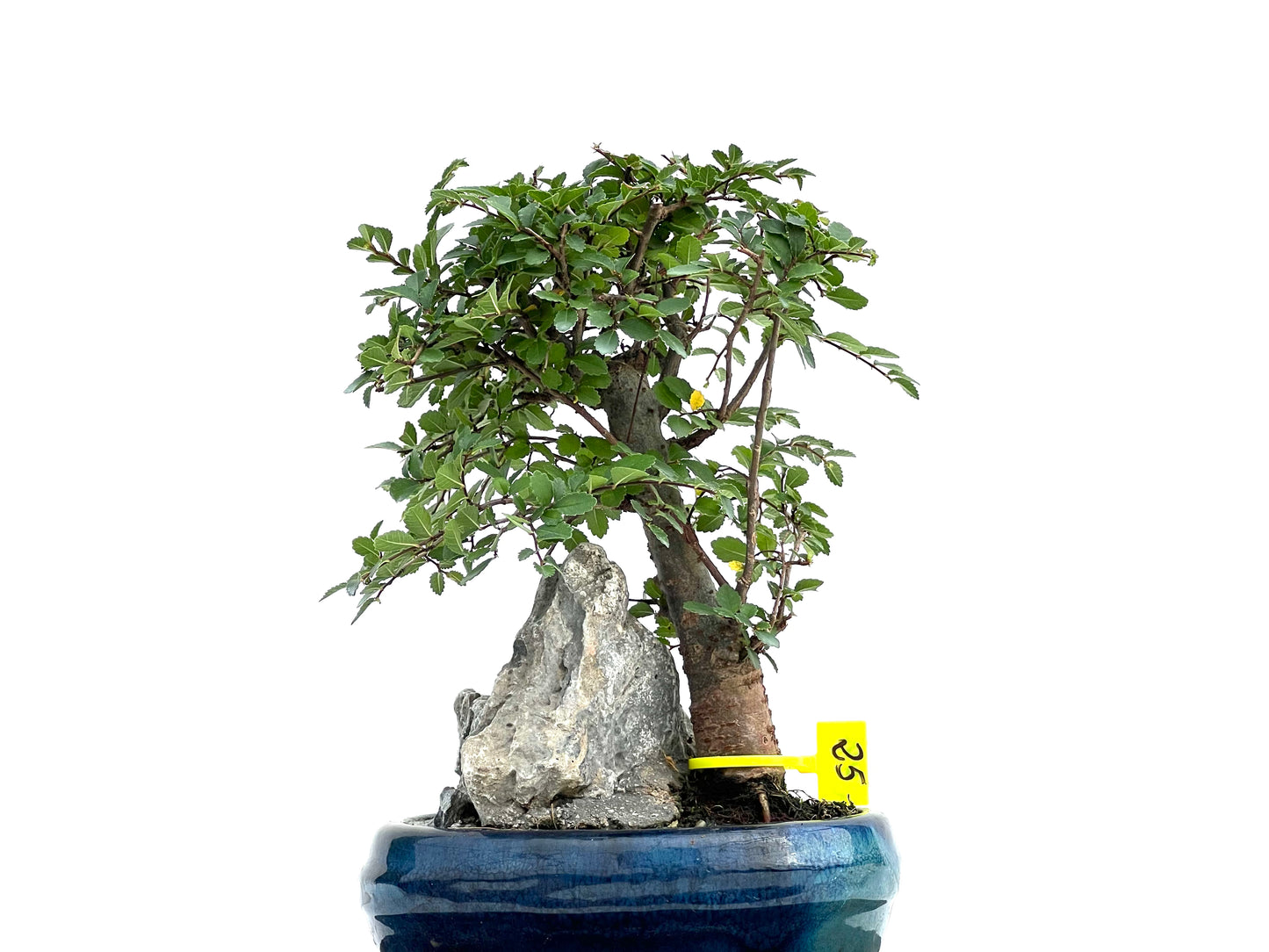 Ulmus Parvifolia 2998