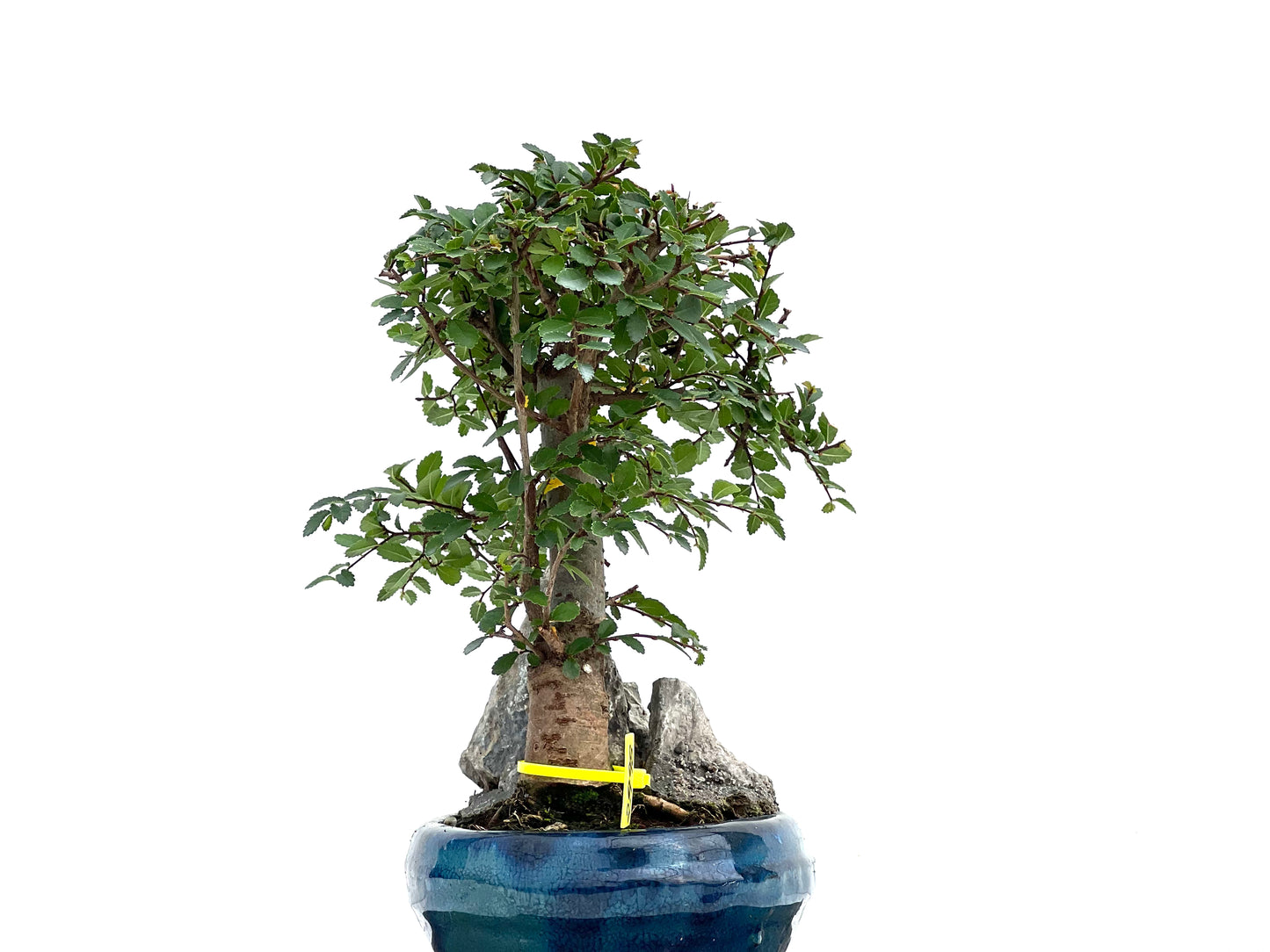 Ulmus Parvifolia 2998