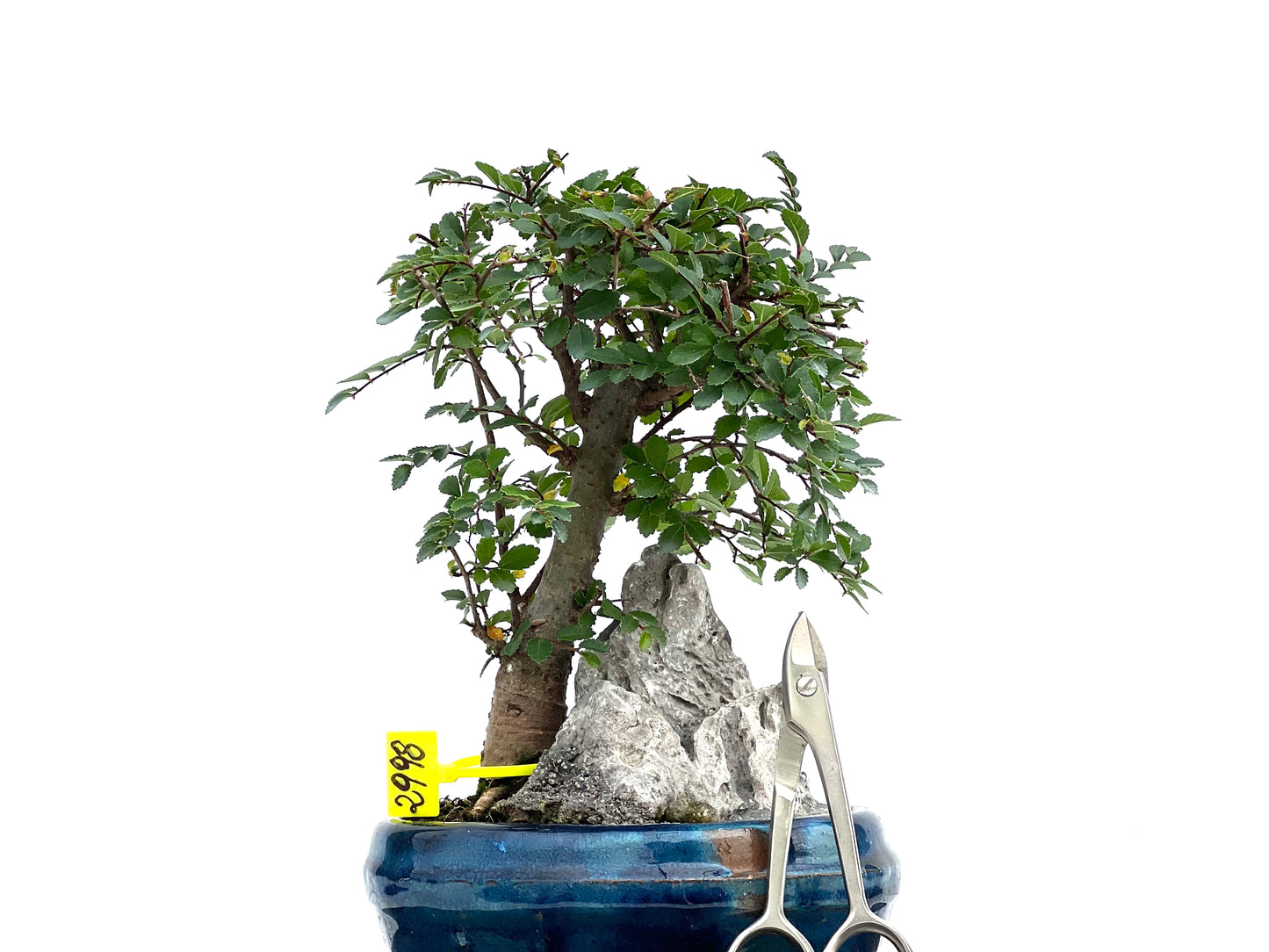 Ulmus Parvifolia 2998