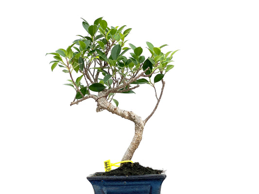 Ficus Tiger Bark 2999