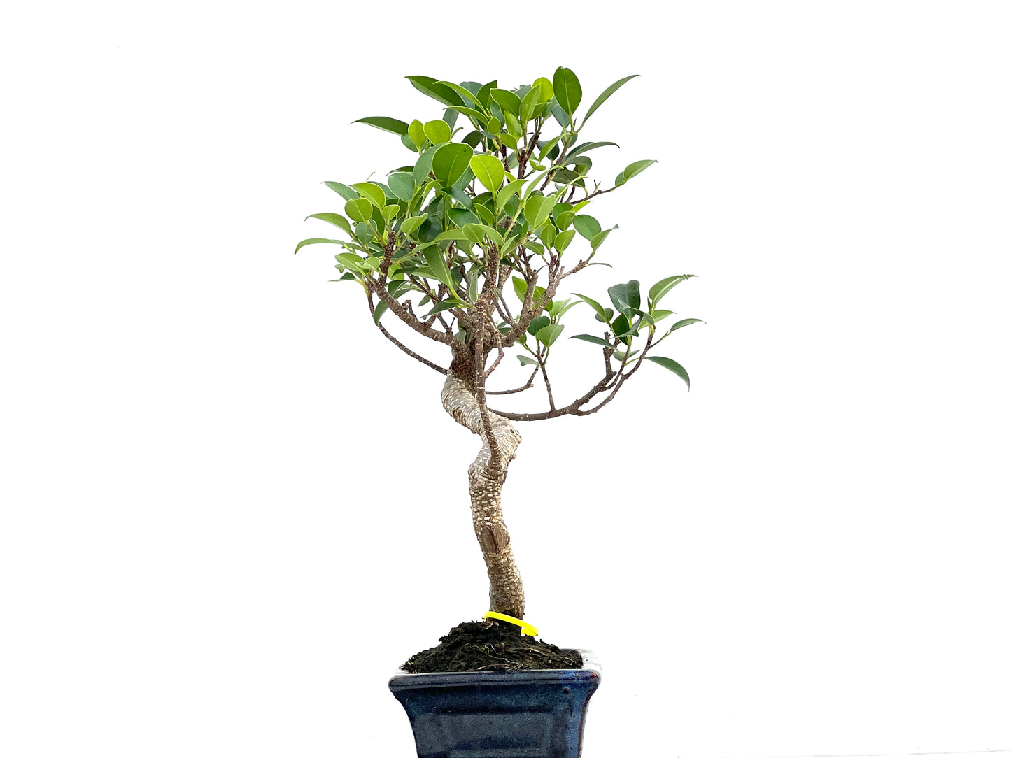 Ficus Tiger Bark 2999