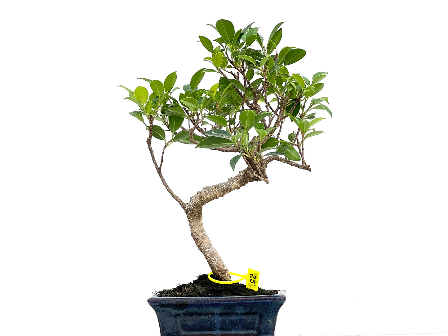 Ficus Tiger Bark 2999