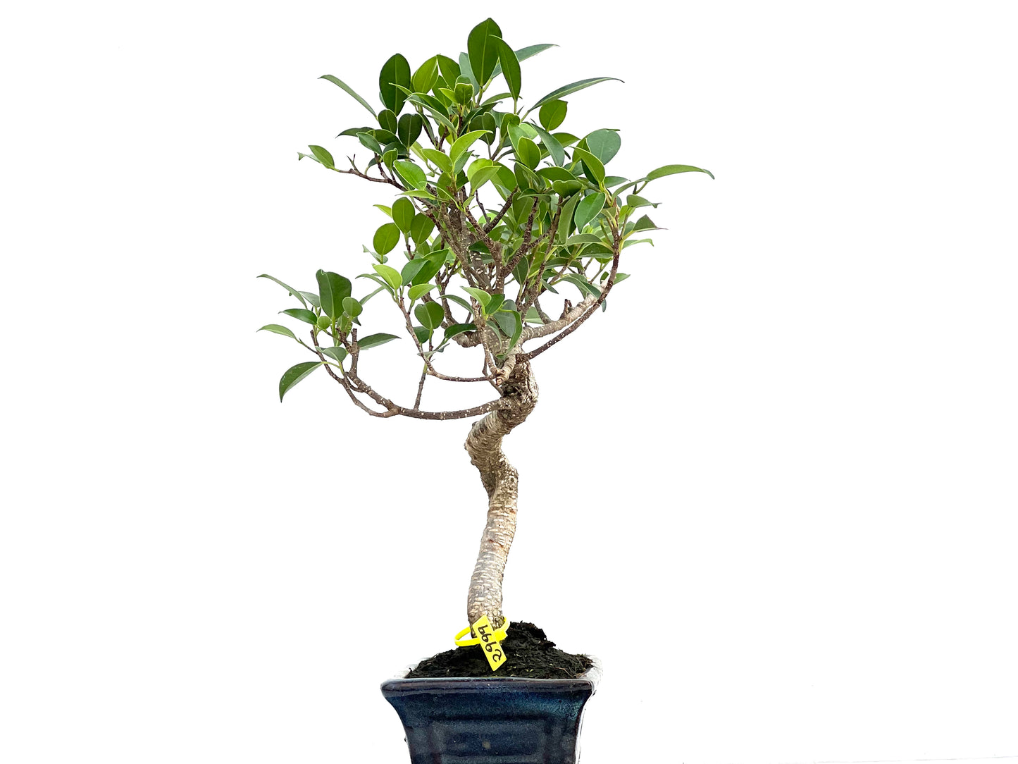 Ficus Tiger Bark 2999