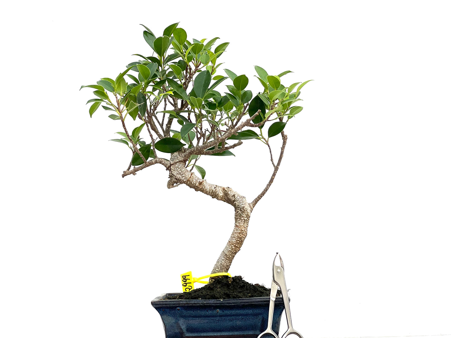 Ficus Tiger Bark 2999
