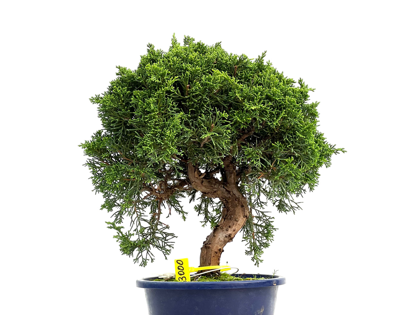 Juniperus Chinensis Itoigawa 3000
