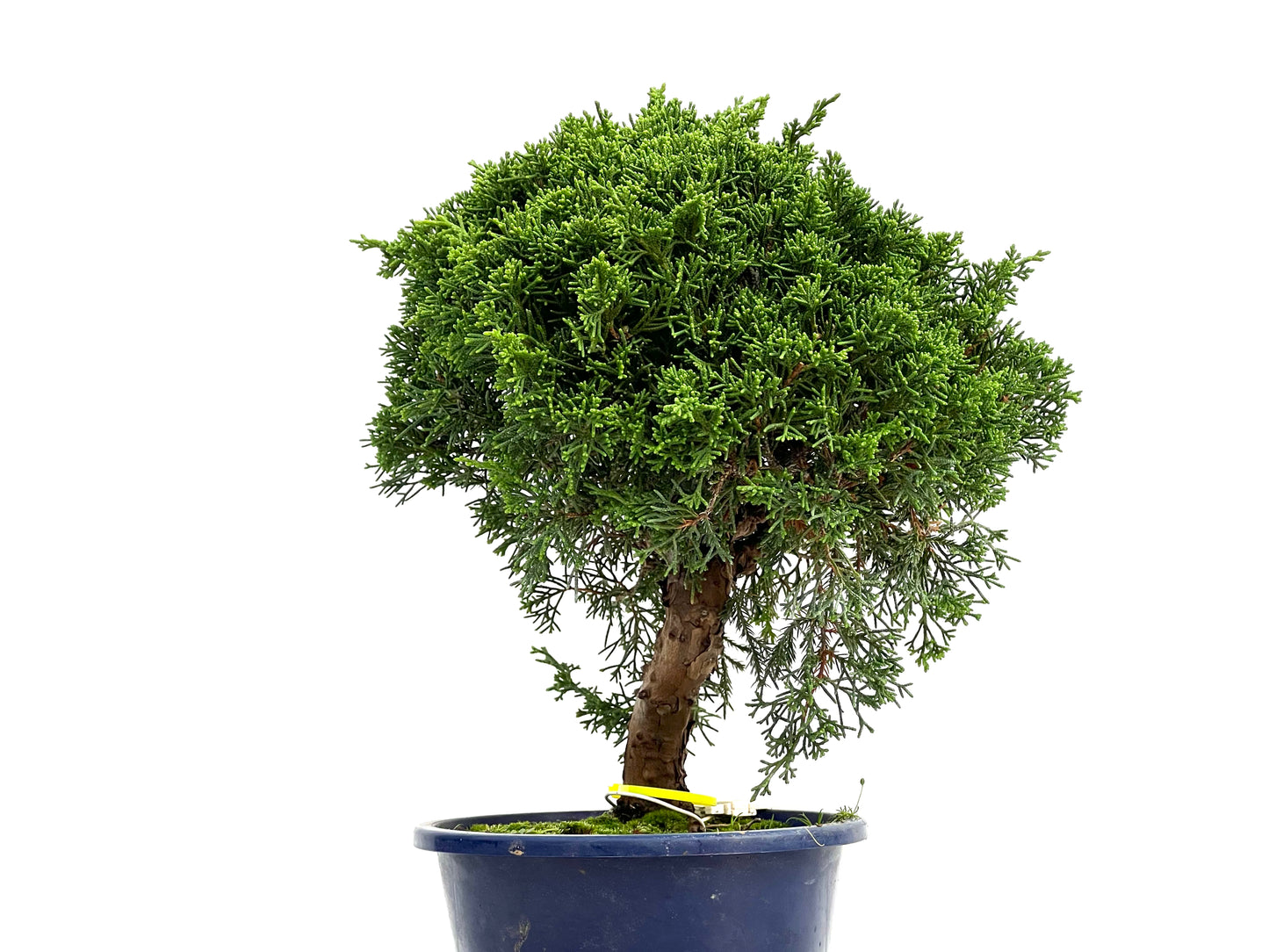 Juniperus Chinensis Itoigawa 3000