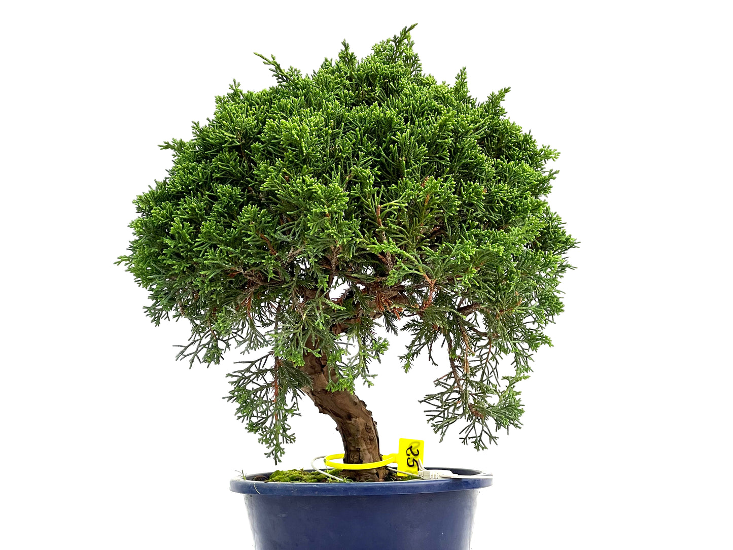 Juniperus Chinensis Itoigawa 3000