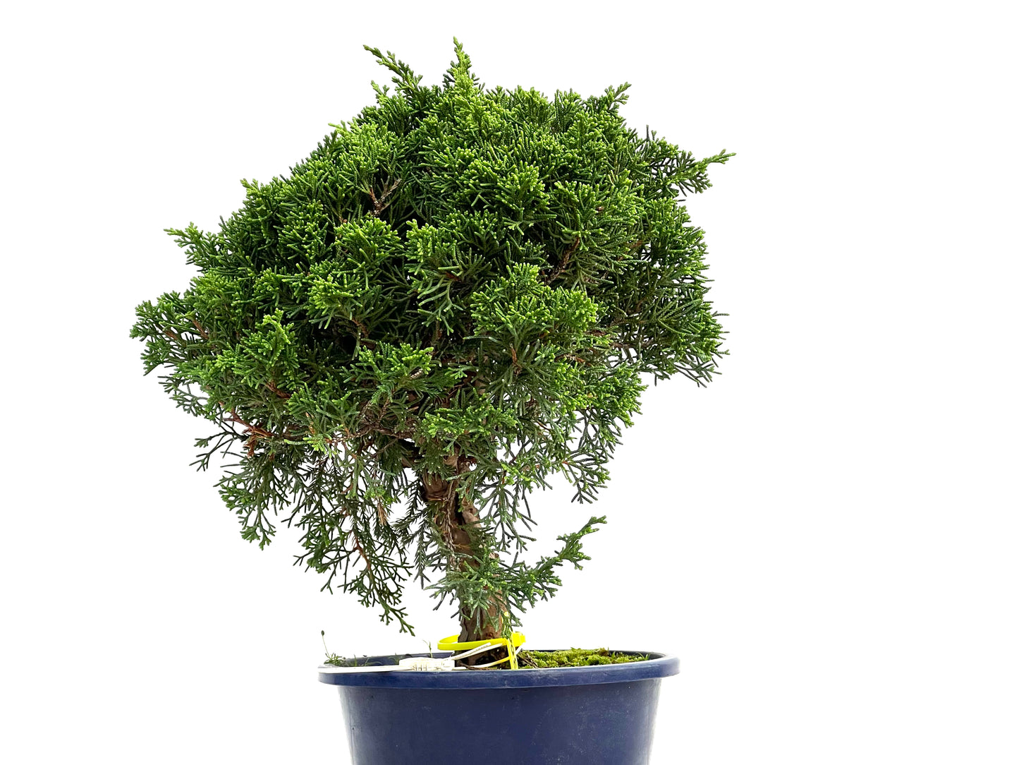 Juniperus Chinensis Itoigawa 3000