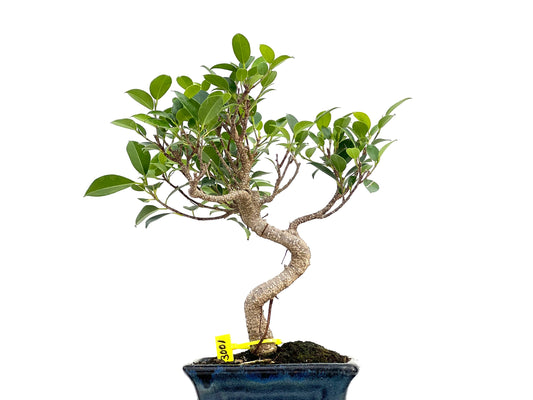Ficus Tiger Bark 3001