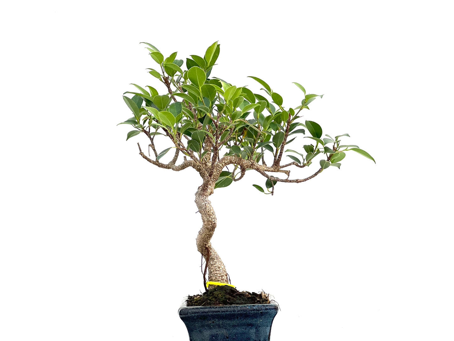 Ficus Tiger Bark 3001