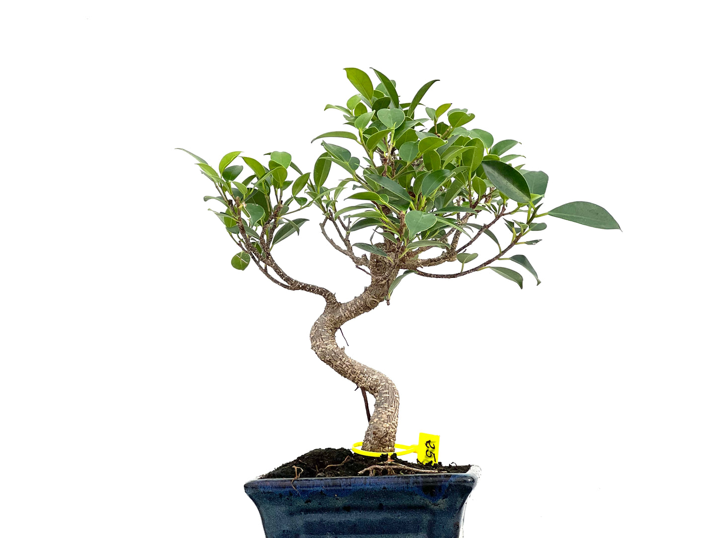 Ficus Tiger Bark 3001