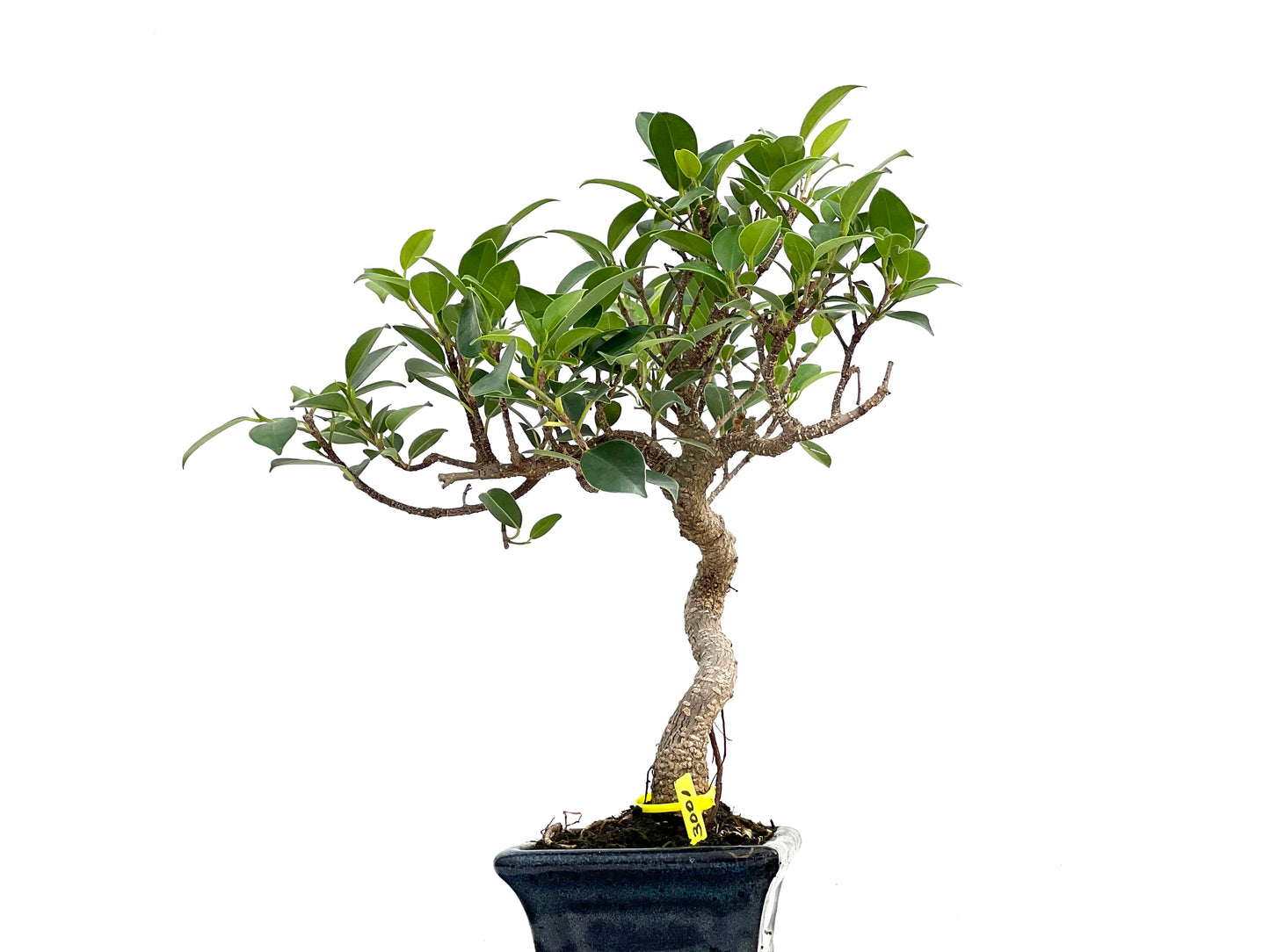 Ficus Tiger Bark 3001