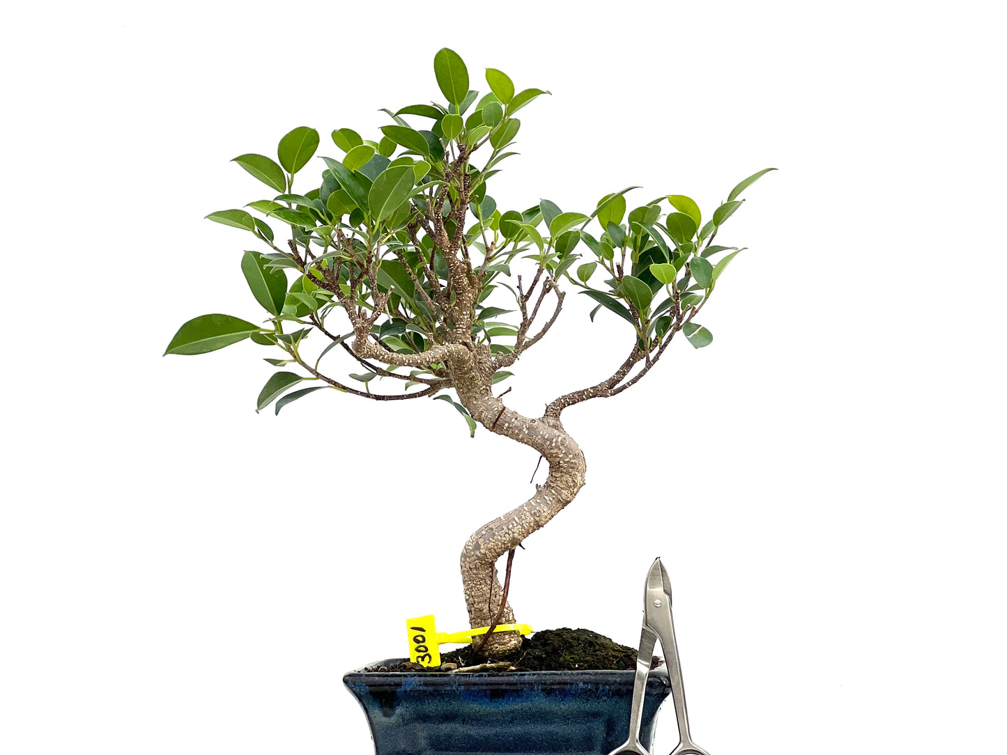 Ficus Tiger Bark 3001