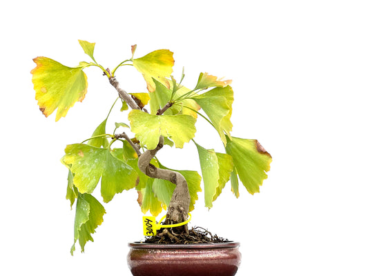 Ginkgo Biloba 3004