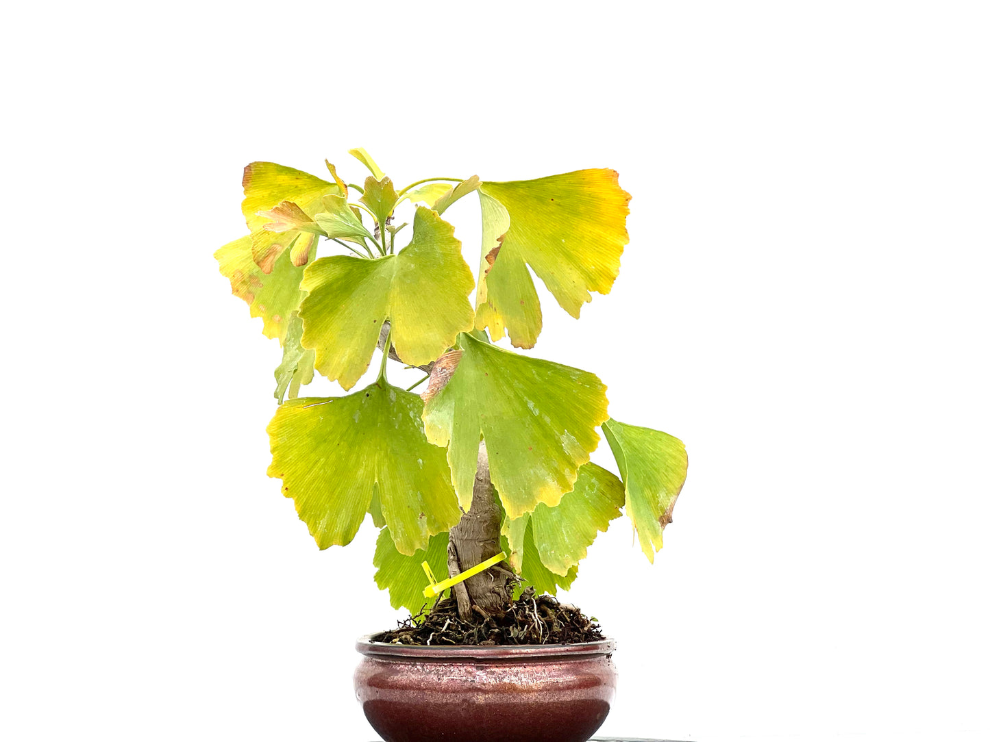 Ginkgo Biloba 3004